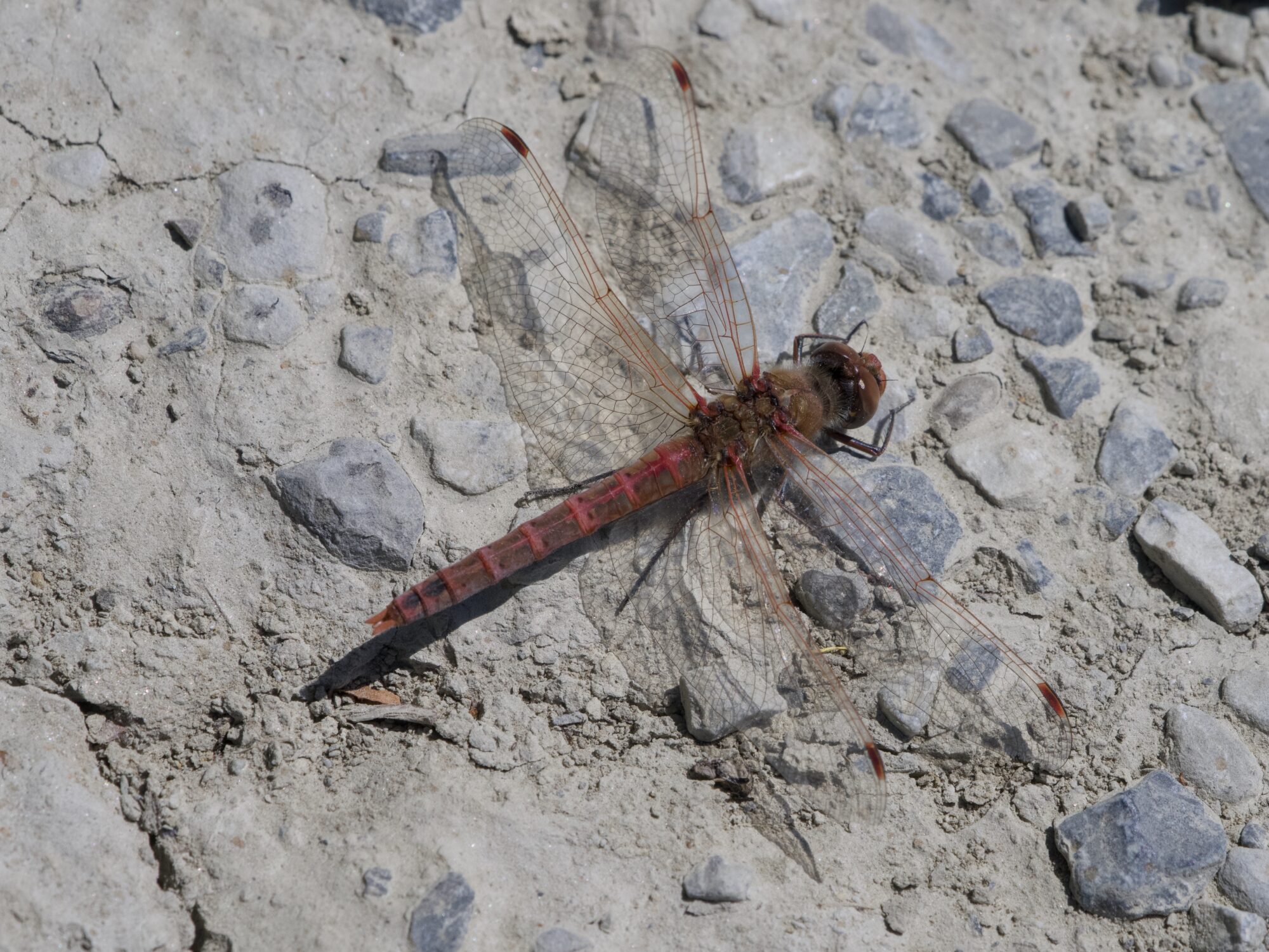 A variegated meadowhawk, resting on the solid stony ground