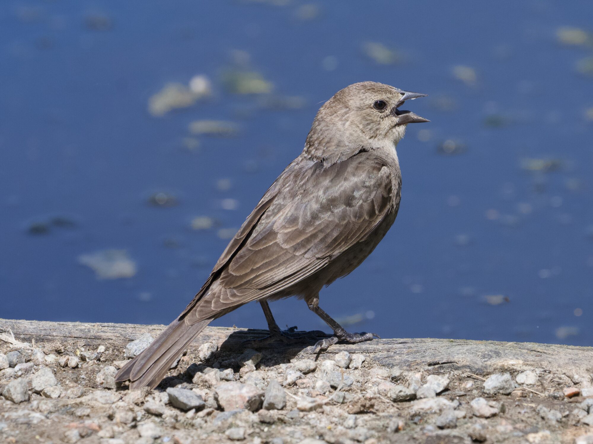 A female Brown-headed Cowbird standing at the edge of the water, with her beak open