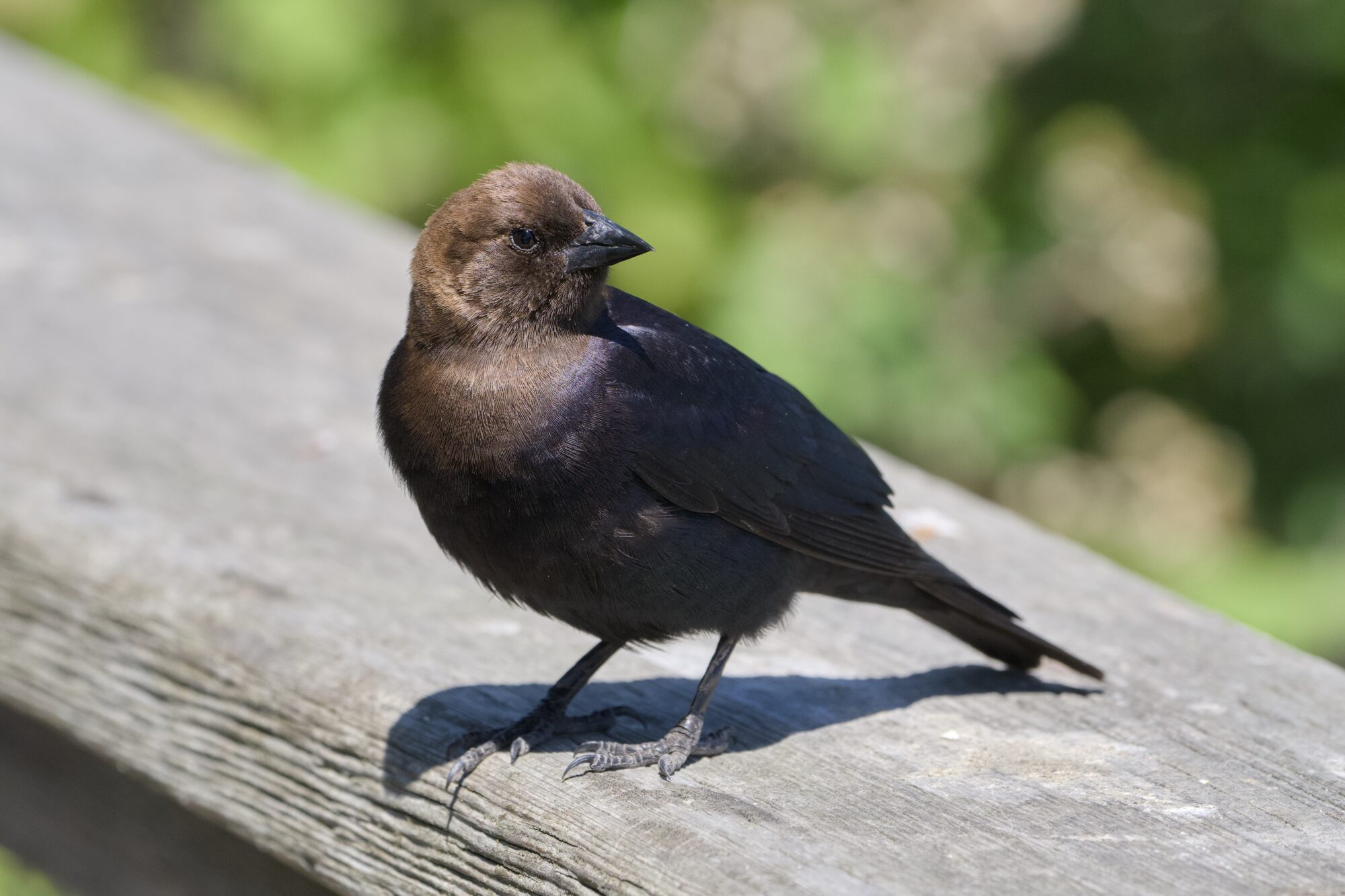 A male Brown-headed Cowbird, standing on a wooden fence