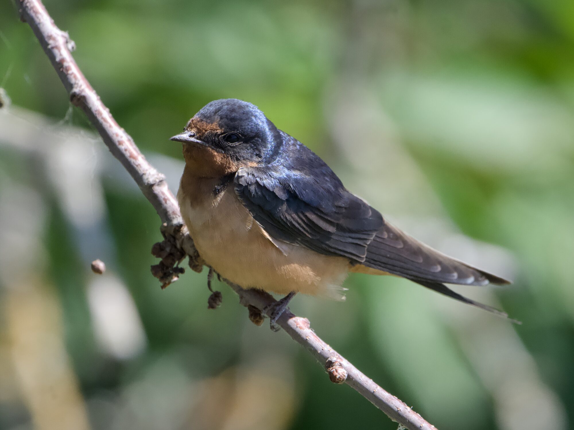 A Barn Swallow resting on a branch