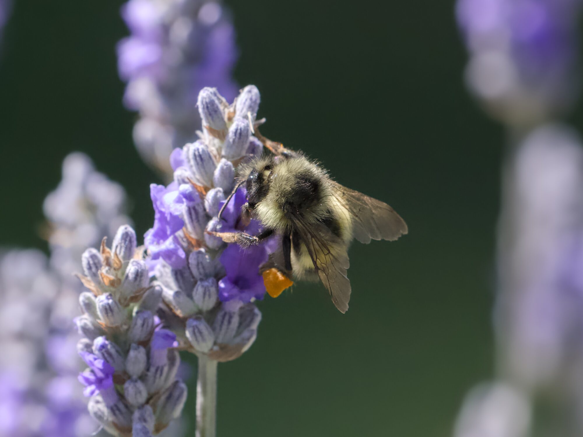 A bumblebee on a lavender cluster