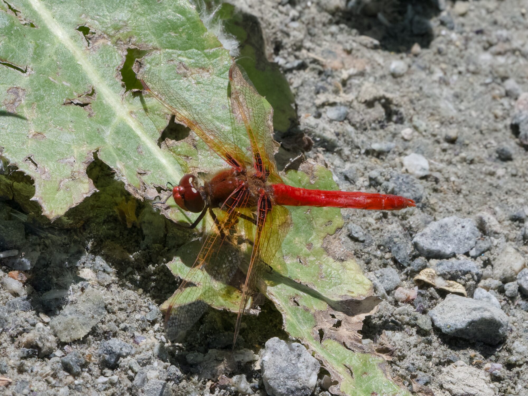 An Autumn Meadowhawk dragonfly, resting on a mangled leaf on the ground