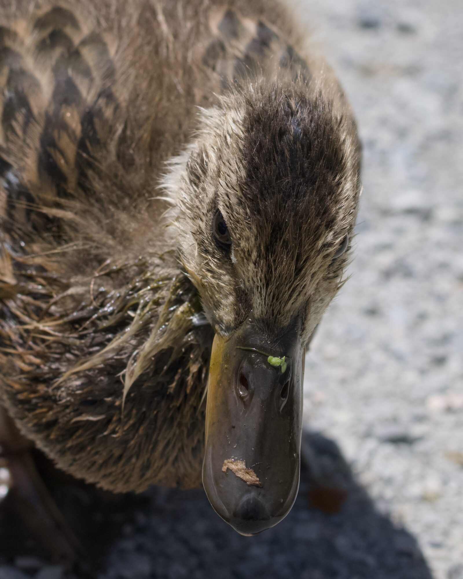 Closeup of a half-grown Mallard duckling, with bits of gunk on its bill