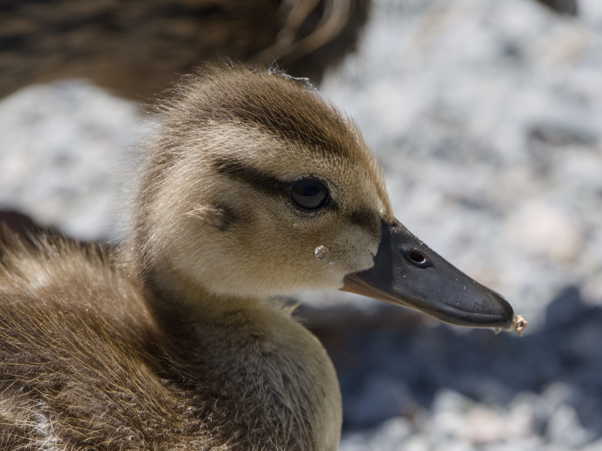 Closeup of a very young Mallard duckling