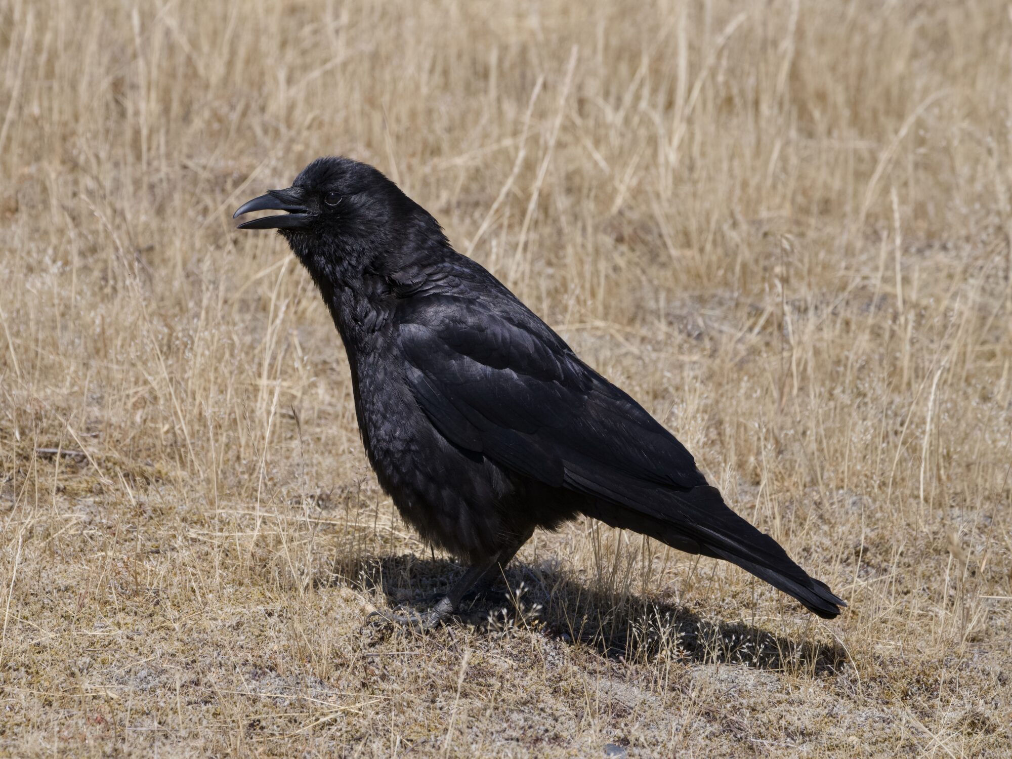 A crow resting on the ground, surrounded by dry grasses