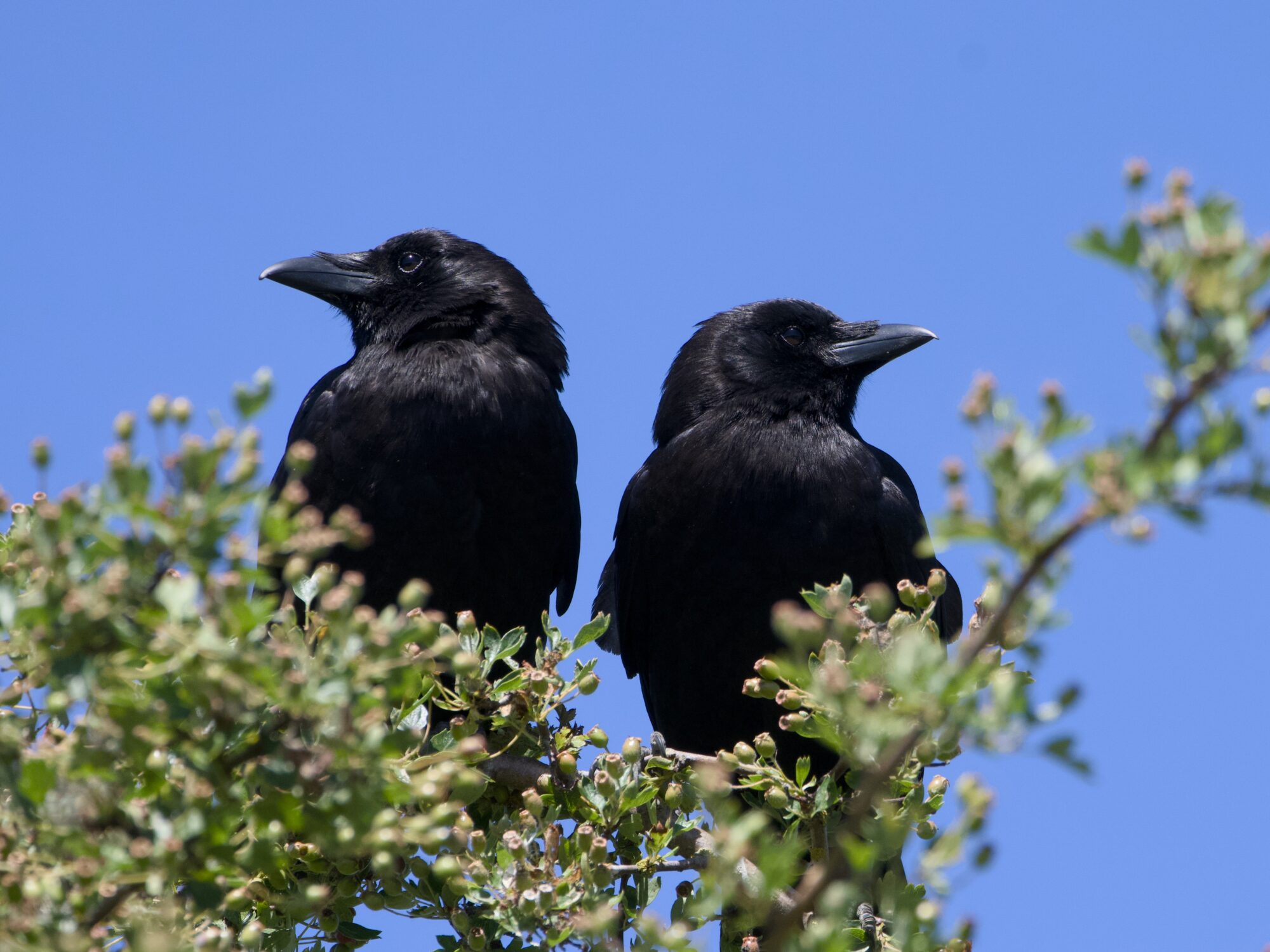 Two crows up in a tree. They are sitting very close together, and looking in opposite directions