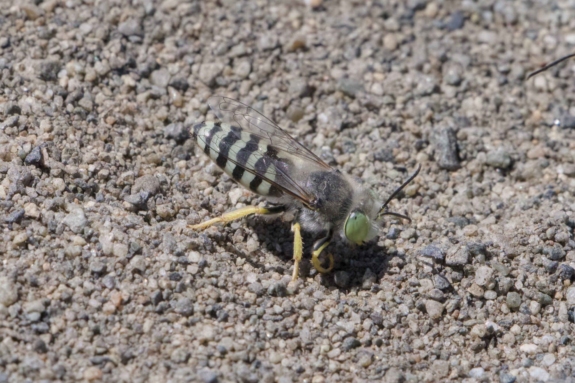 A sand wasp digging in the sandy soil