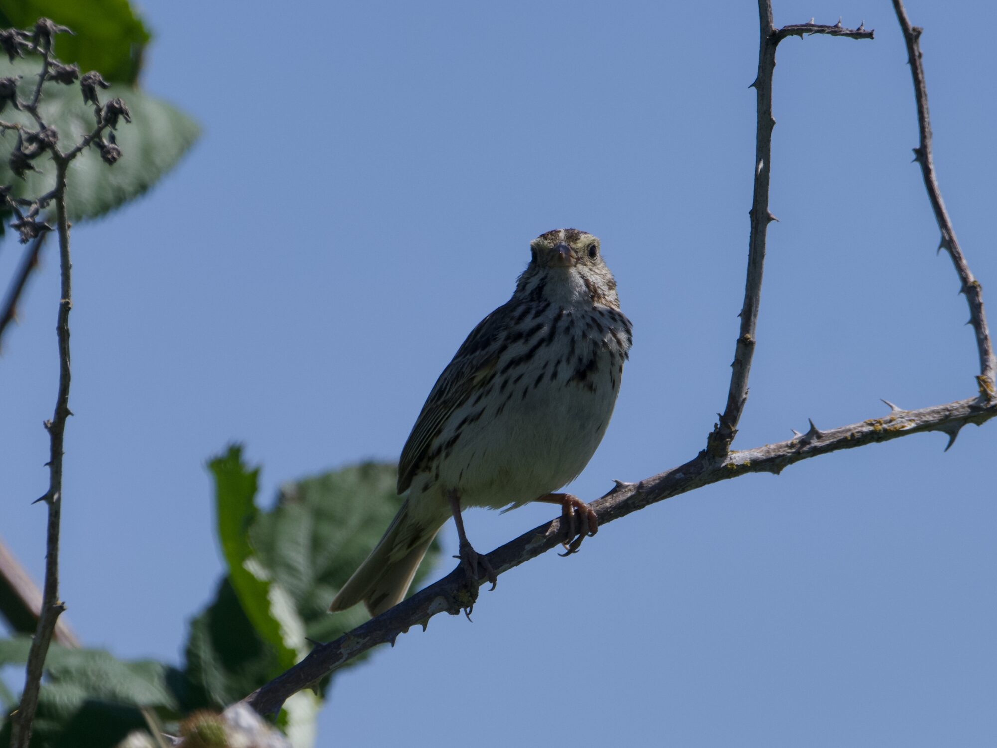 A Savannah Sparrow on a branch, a bit above eye level. Half of its face is in shadow