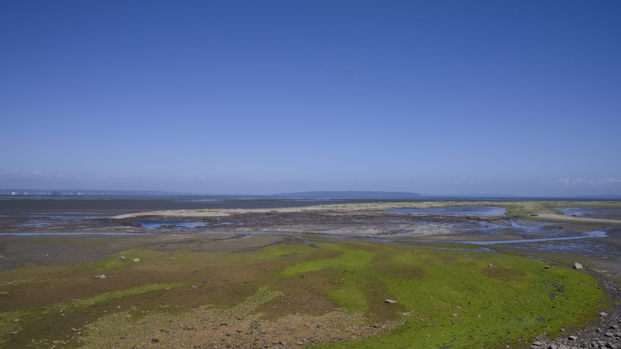 Low tide at Centennial Beach, near the pump station. Closeup up are large swathes of green, giving way to rock, dry soil, and the open water