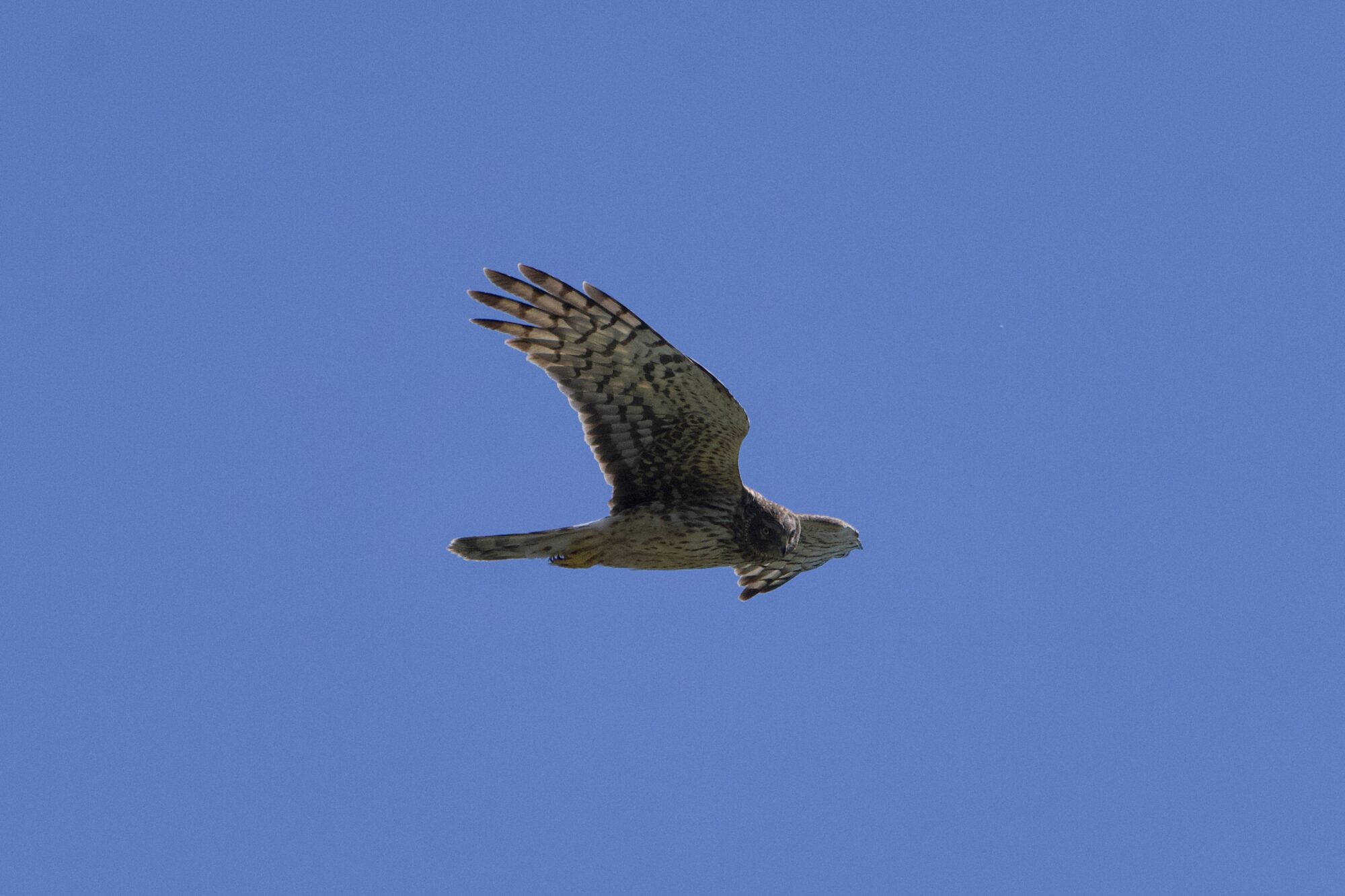 A Northern Harrier against a solid blue sky, soaring and scanning the ground