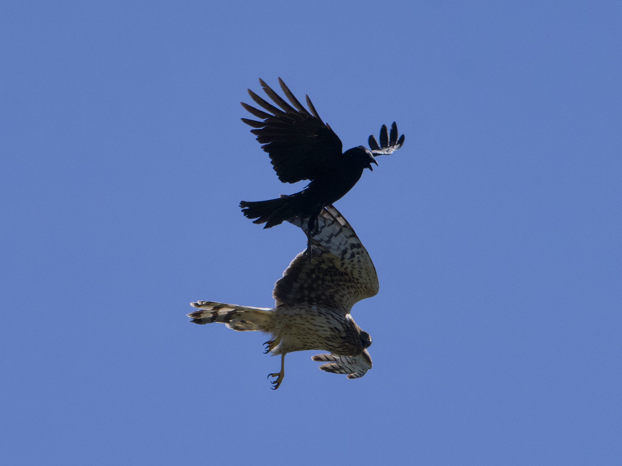 A crow attacking a Northern Harrier from above, against a solid blue sky