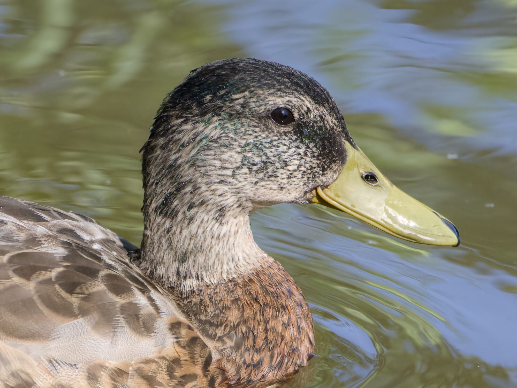 Closeup of a mostly eclipsed male Mallard duck, swimming along