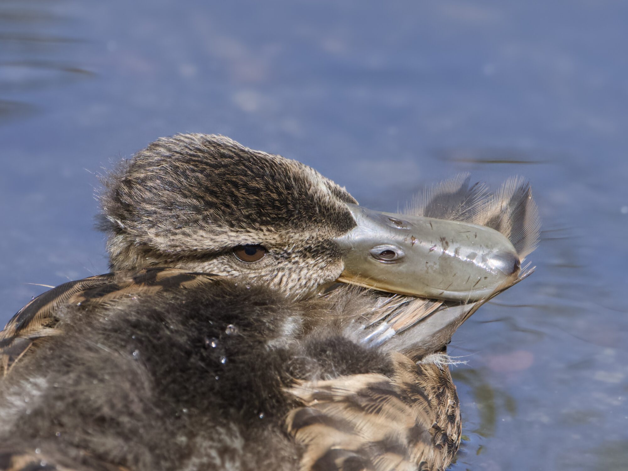 A Mallard duckling preening some brand new feathers, still partly in their keratin sheaths