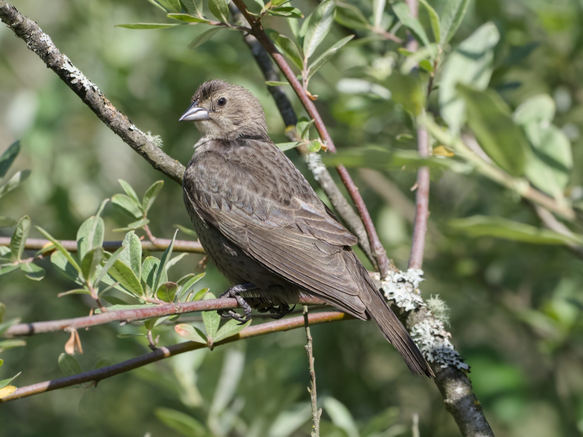 A female Brown-headed Cowbird in a tree