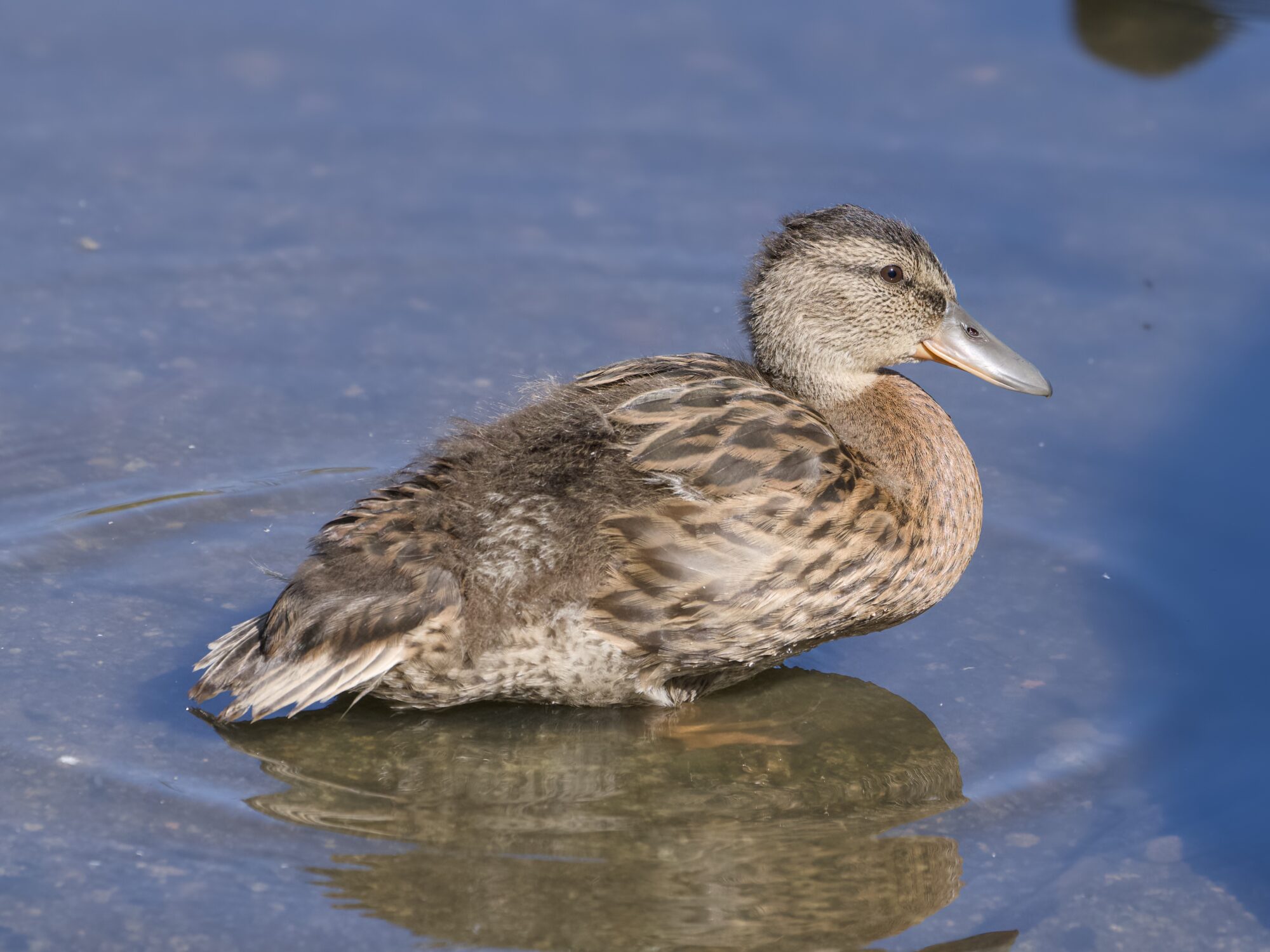A half-grown Mallard duckling is standing in shallow water