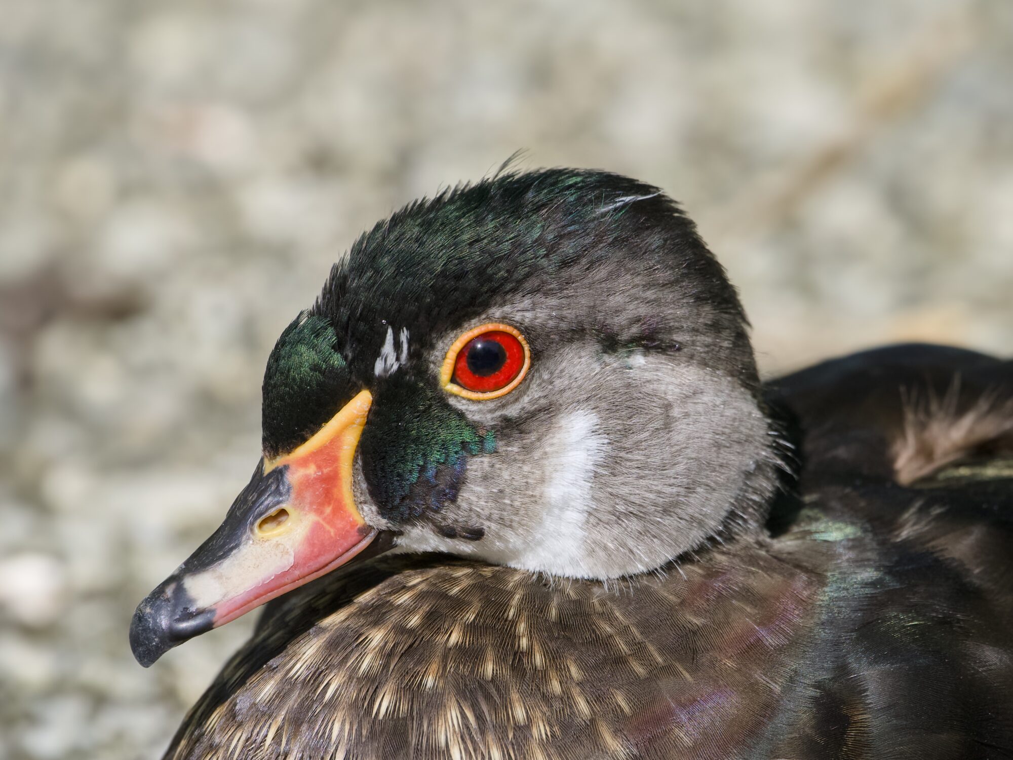 Closeup of a male Wood Duck who's most of the way transitioning to eclipse plumage. He's lost his mullet, an dmost of the colour on his head