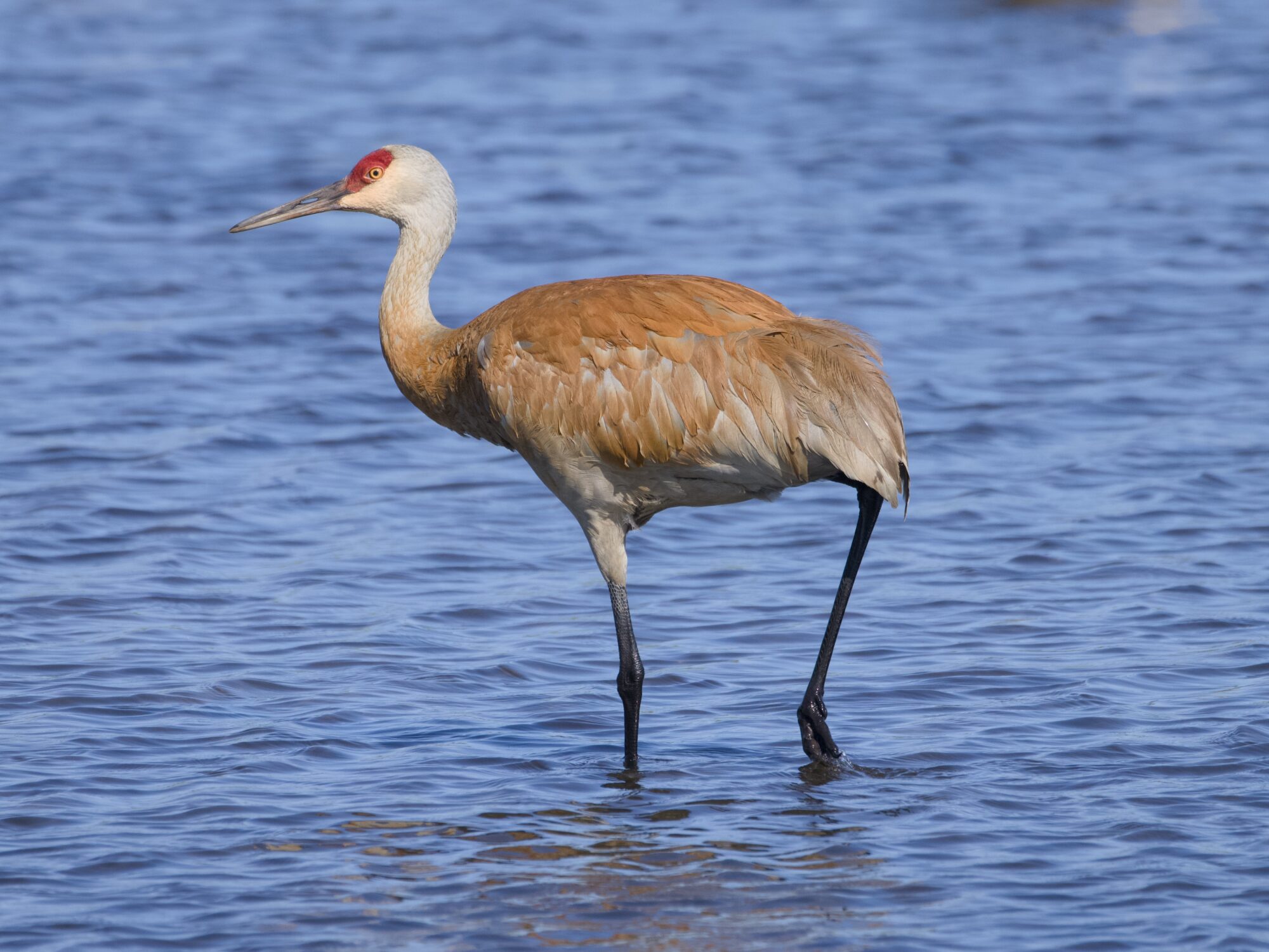 A Sandhill Crane walking in shallow water