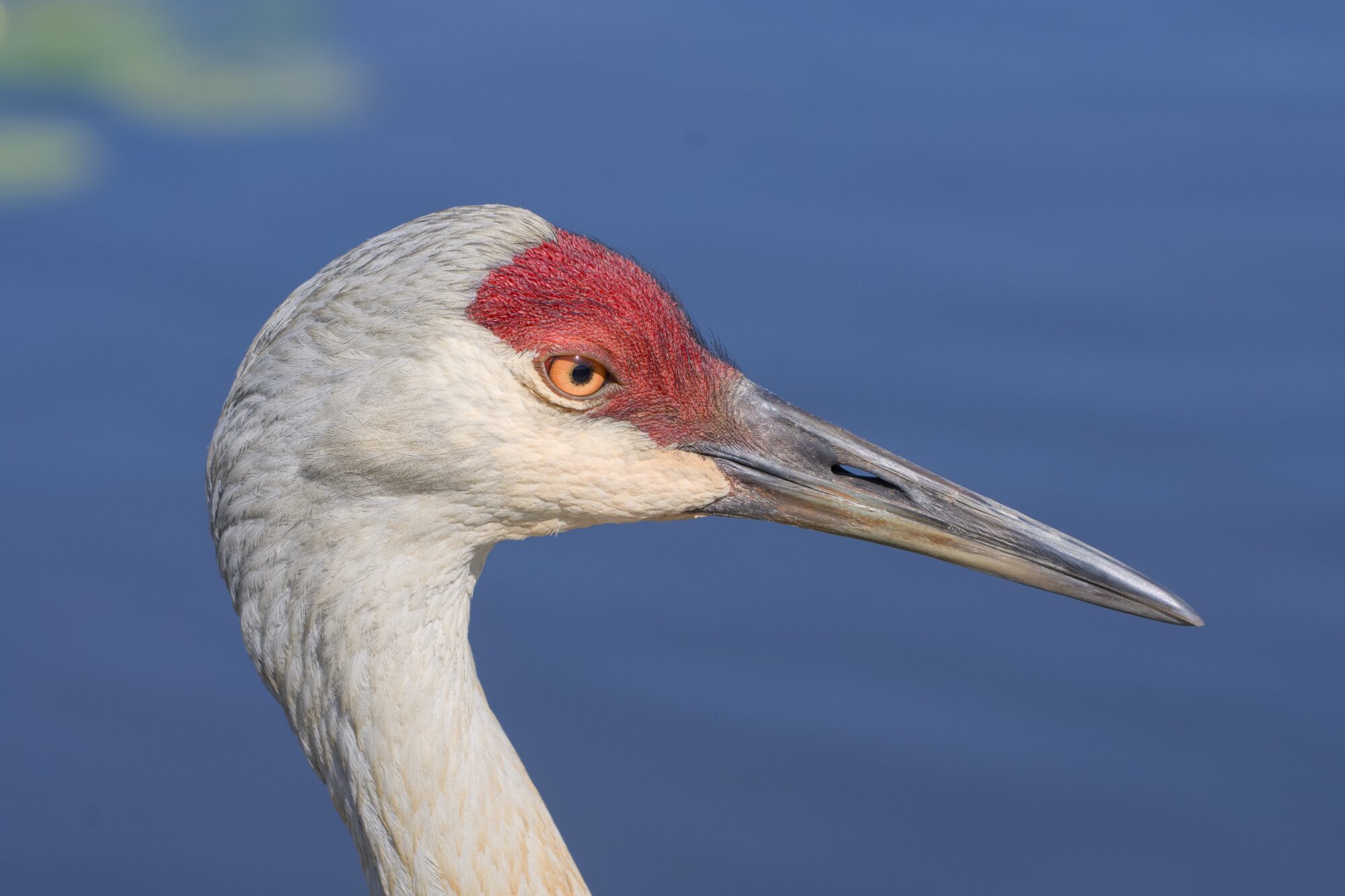 Closeup of a Sandhill Crane, seen in profile against a background of mostly blue water