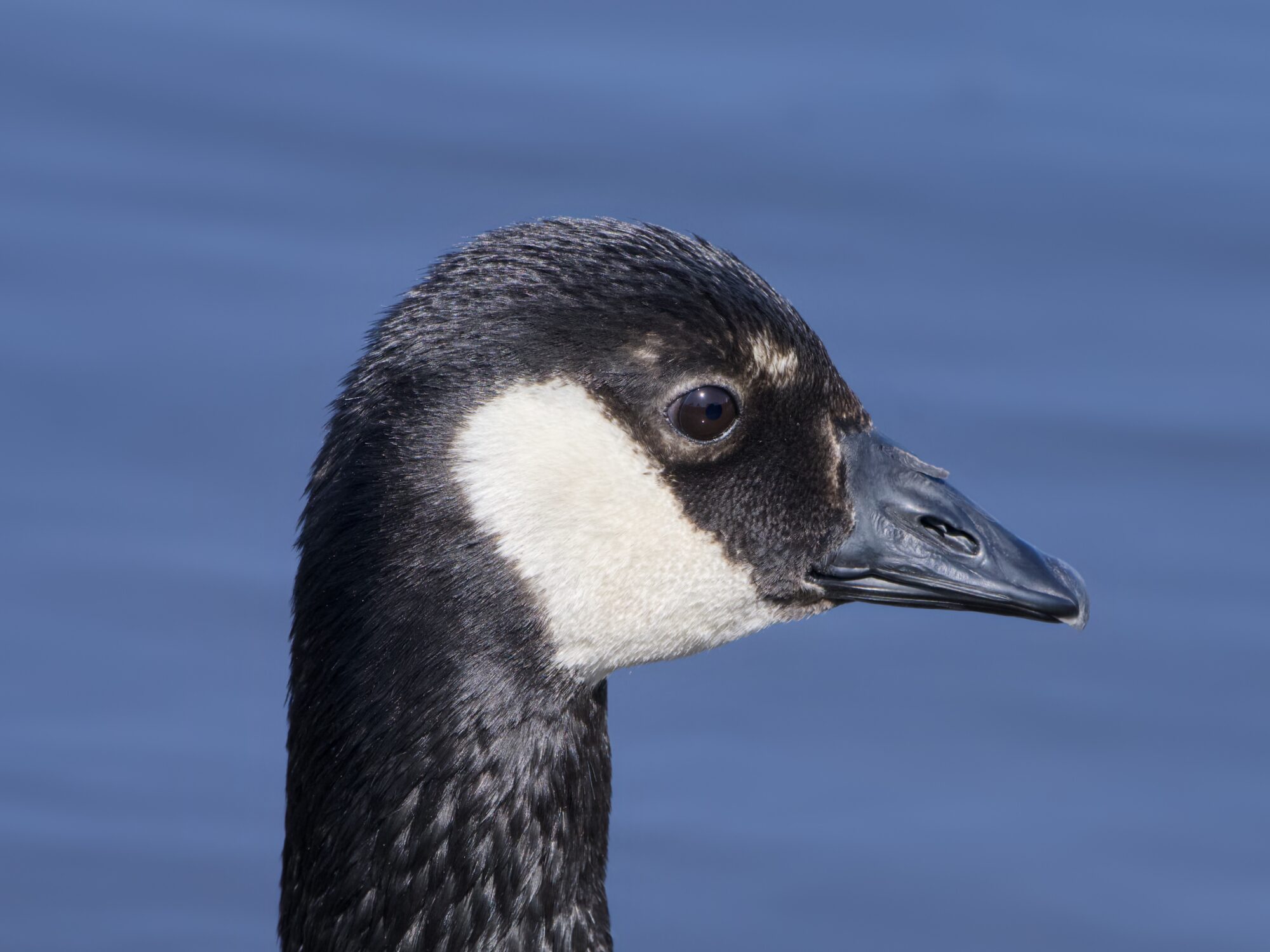 Closeup of a Cackling Goose, against a background of blue water