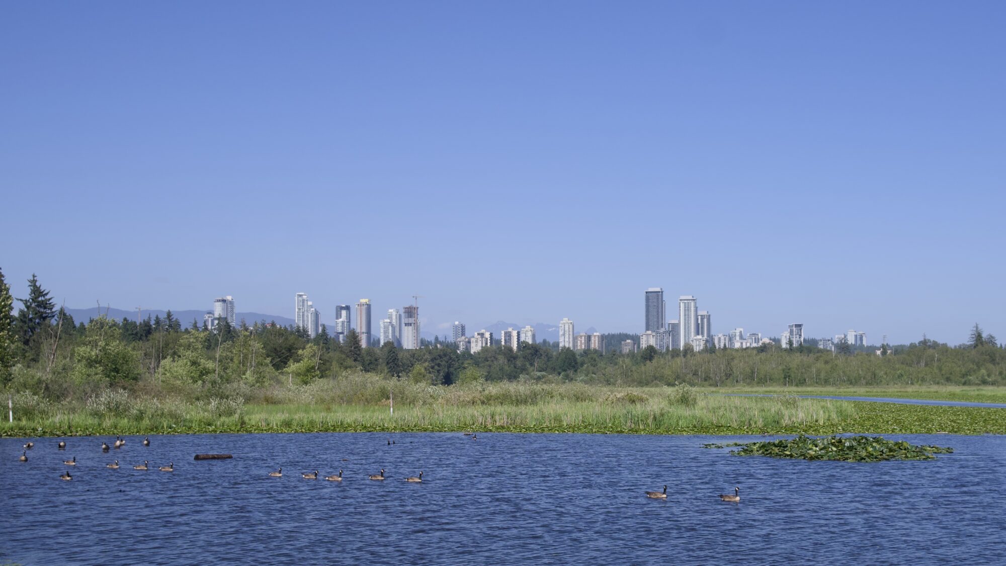 View east from Piper Spit: in the foreground is the lake, with a bunch of Canada Geese; behind that are reeds, grasses, and trees, and behind that are the towers around Lougheed