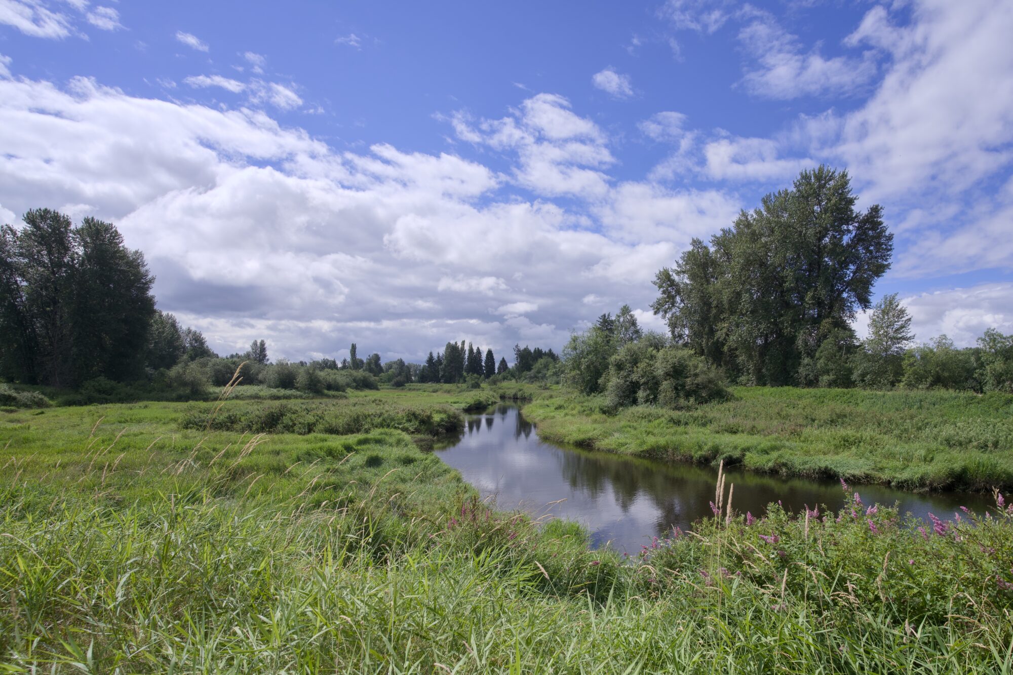 A verdant landscape around a little slough, with sme trees but mostly lush green grasses and reeds. The sky has some clouds but the light is strog
