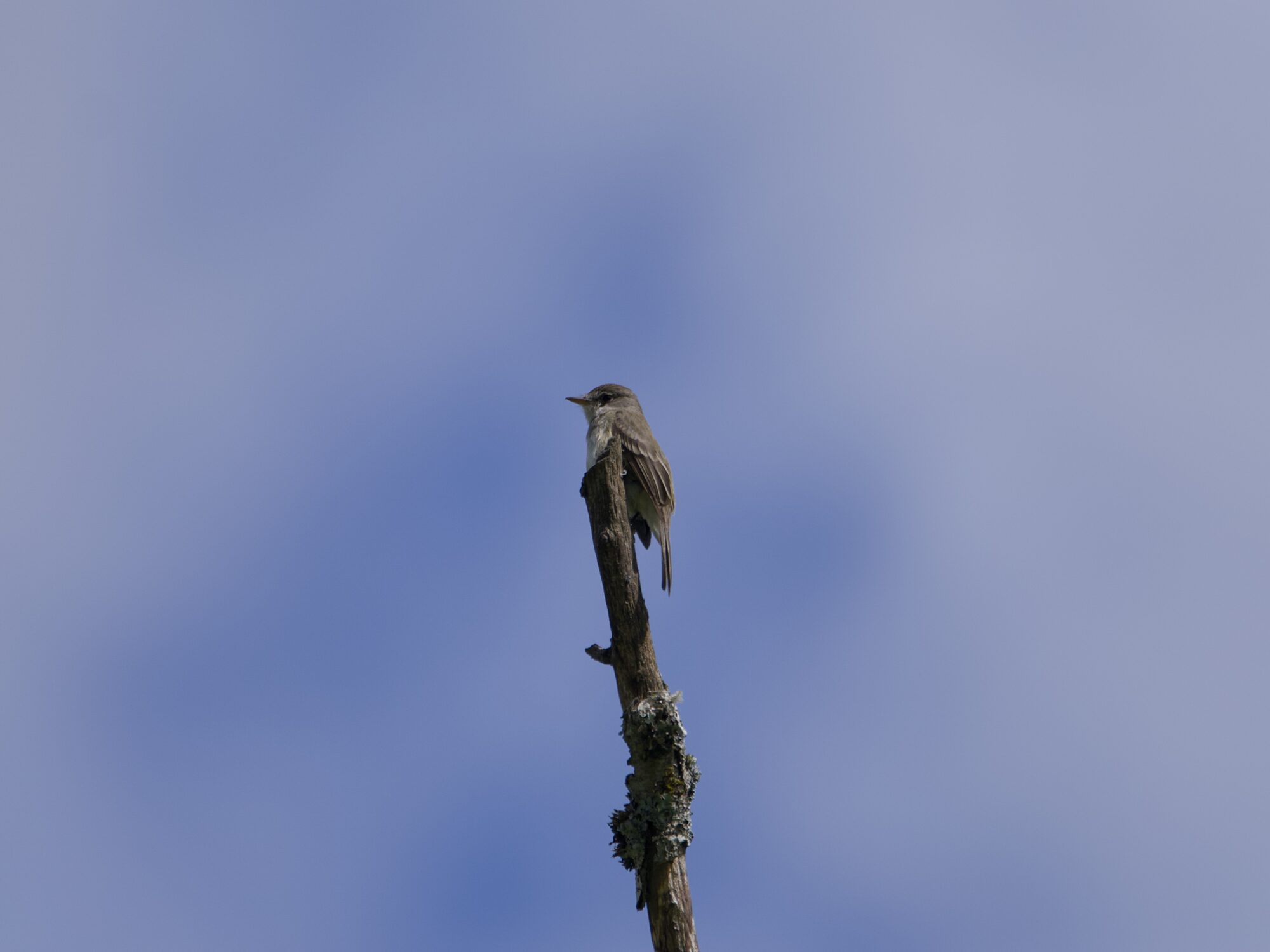 A Willow Flycatcher at the very top of a cutoff tree. Background is a mix of blue and white sky