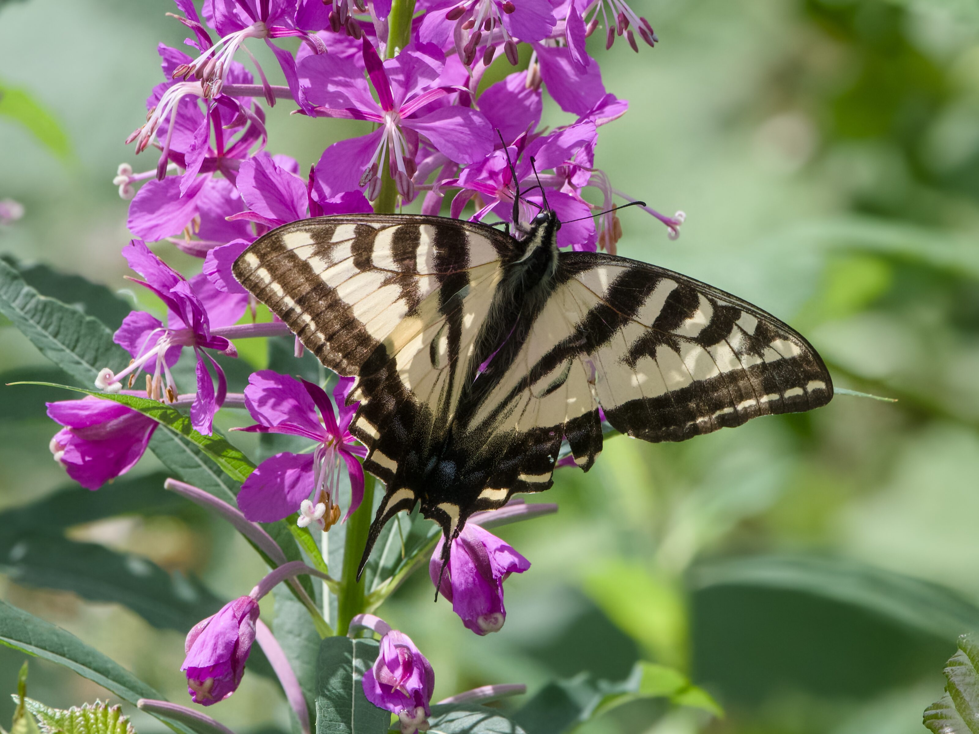 A Tiger Swallowtail butterfly, resting on a cluster of purple flowers