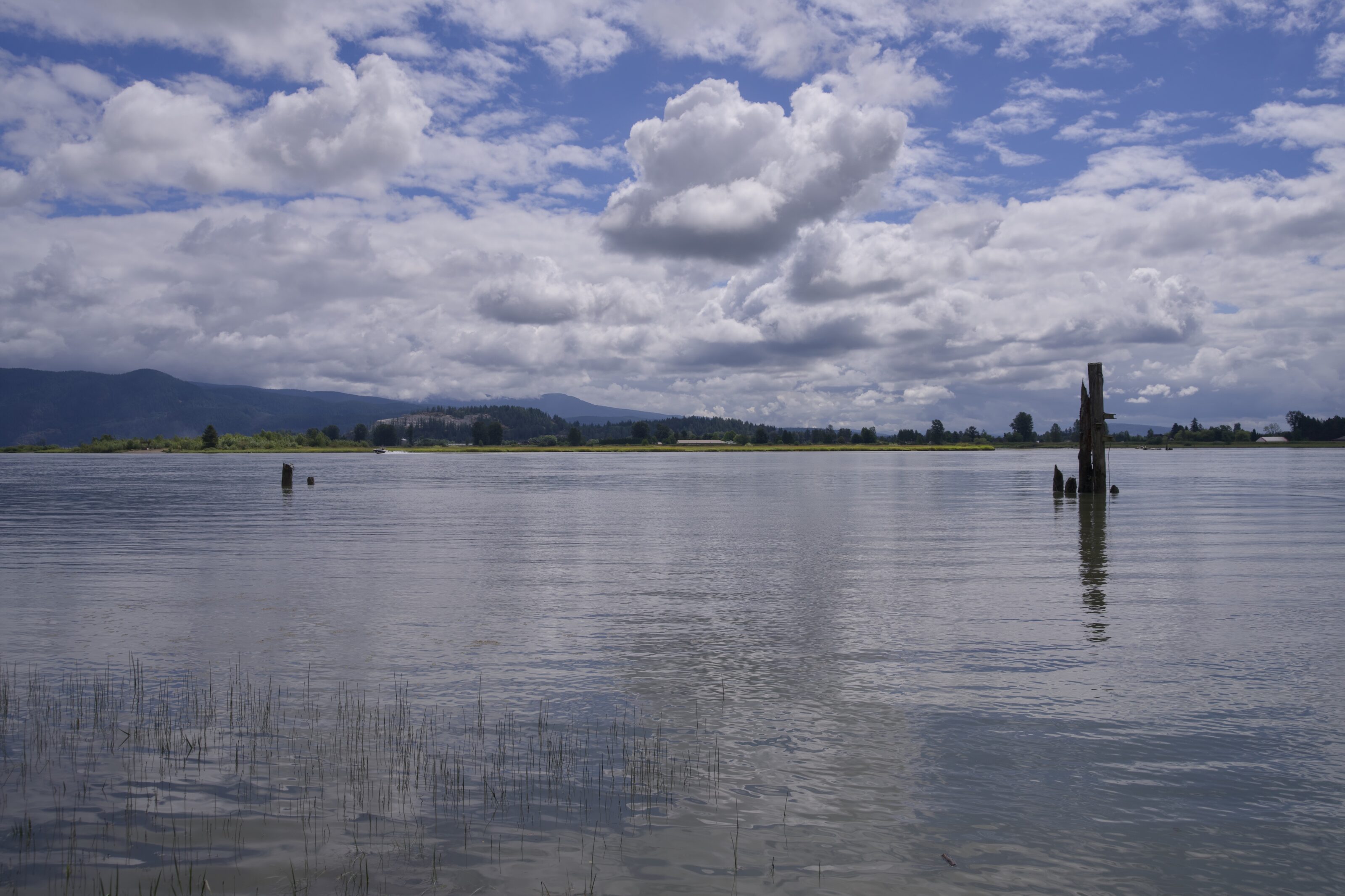 View of Pitt River, looking east. The sky is full of choppy clouds, the water is pretty calm, broken only by a few pilings. Close by, at the bottom of the photo, some thin reeds break the water