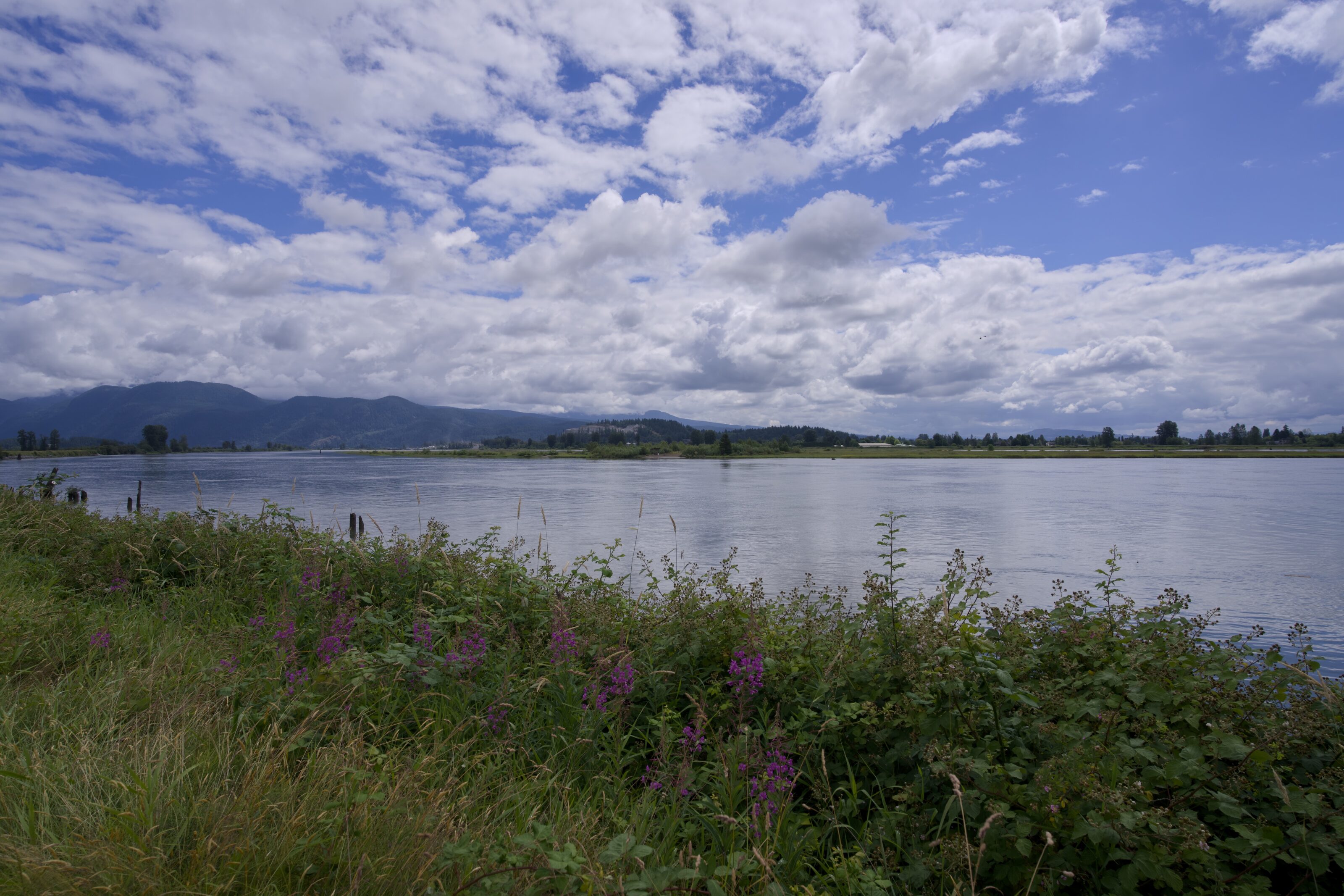 View of Pitt River, looking northeast.