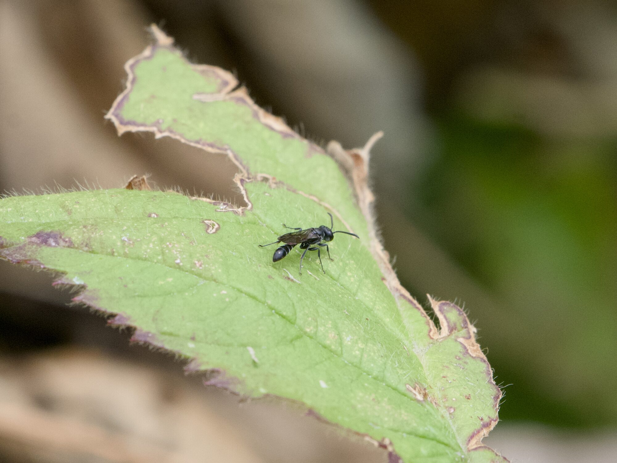 A tiny black bee on a mangled leaf