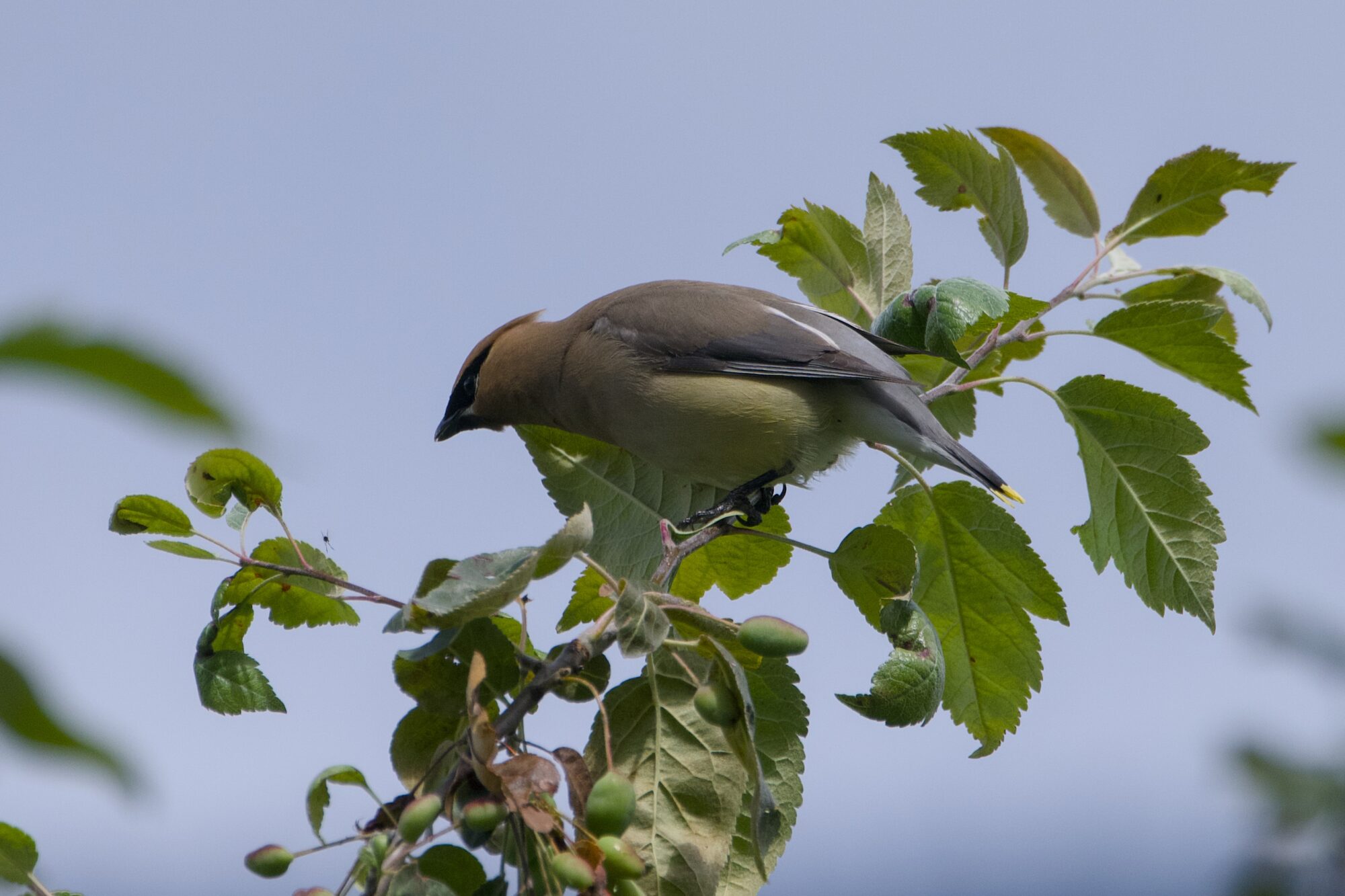 A Cedar Waxwing on top of a branch with many green leaves. It is leaning towards a tiny spider that has woven a web between two leaves