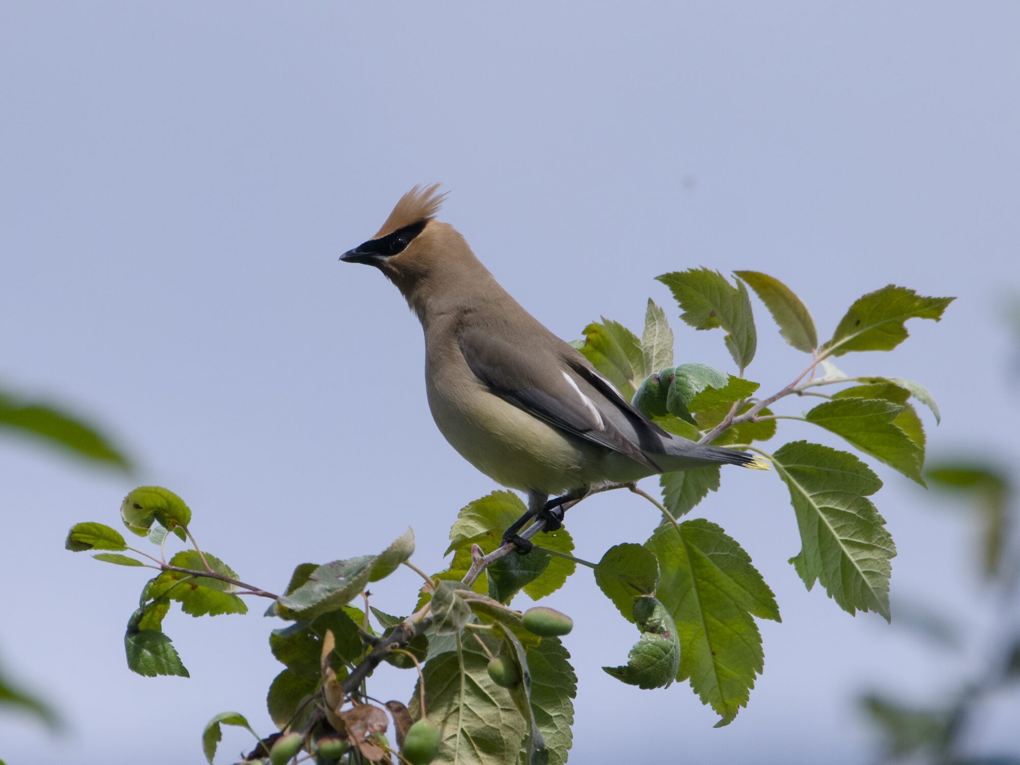 A Cedar Waxwing on top of a branch with many green leaves. It is standing tall and alert, its crest spiky