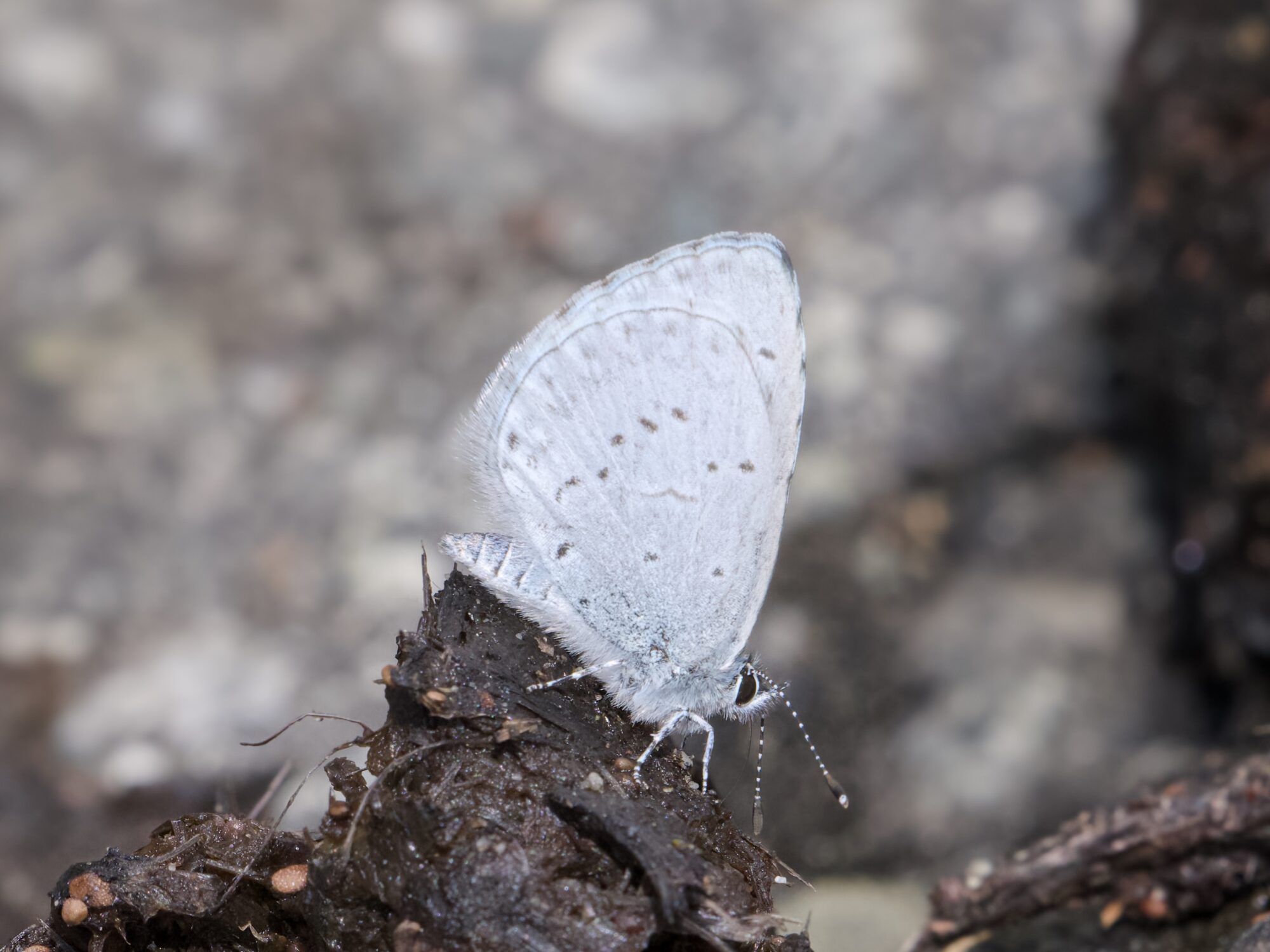A Spring Azure butterfly (small, soft powder blue with a few dark grey spots) is standing on top of a pile of bear poop, delicately tasting it with its antennae