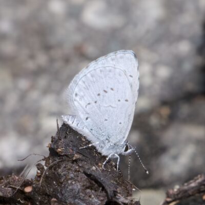 A Spring Azure butterfly (small, soft powder blue with a few dark grey spots) is standing on top of a pile of bear poop, delicately tasting it with its antennae