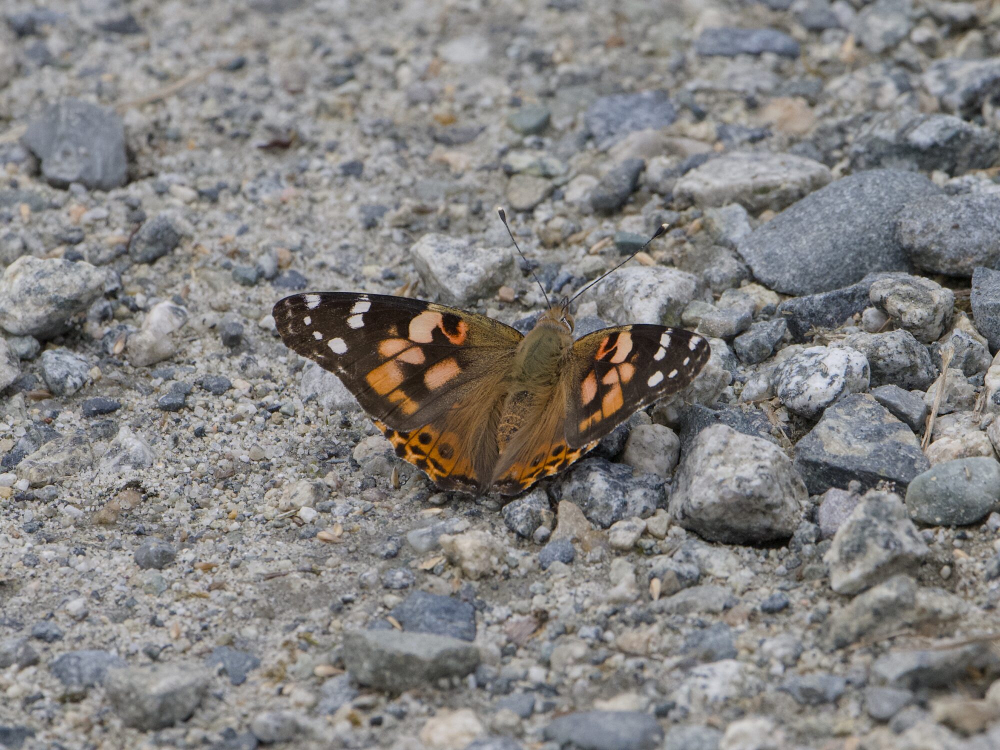A West Coast Lady butterfly sitting on a rocky trail, wings spread