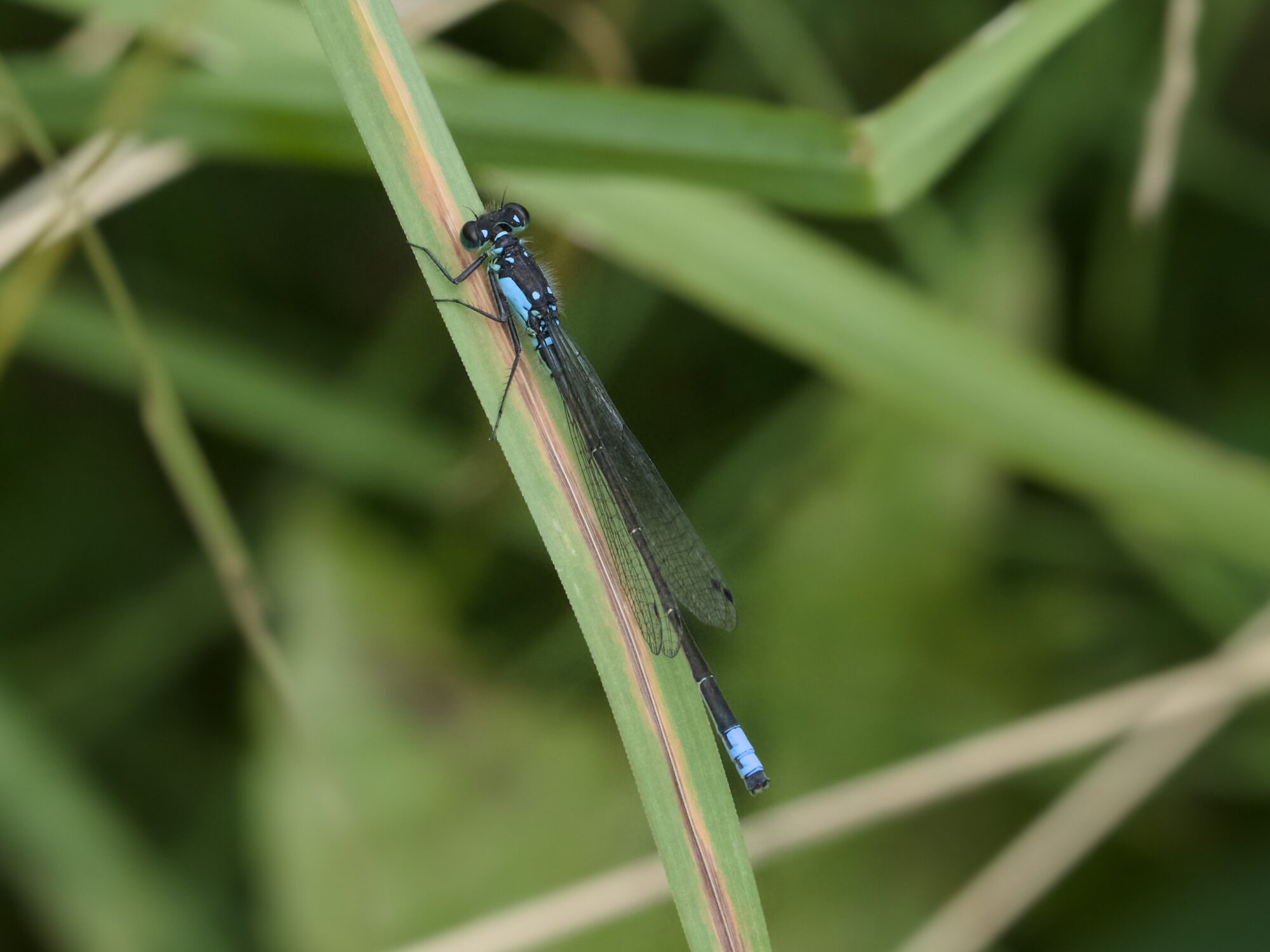 A forktail damselfly is resting on a long blade of grass