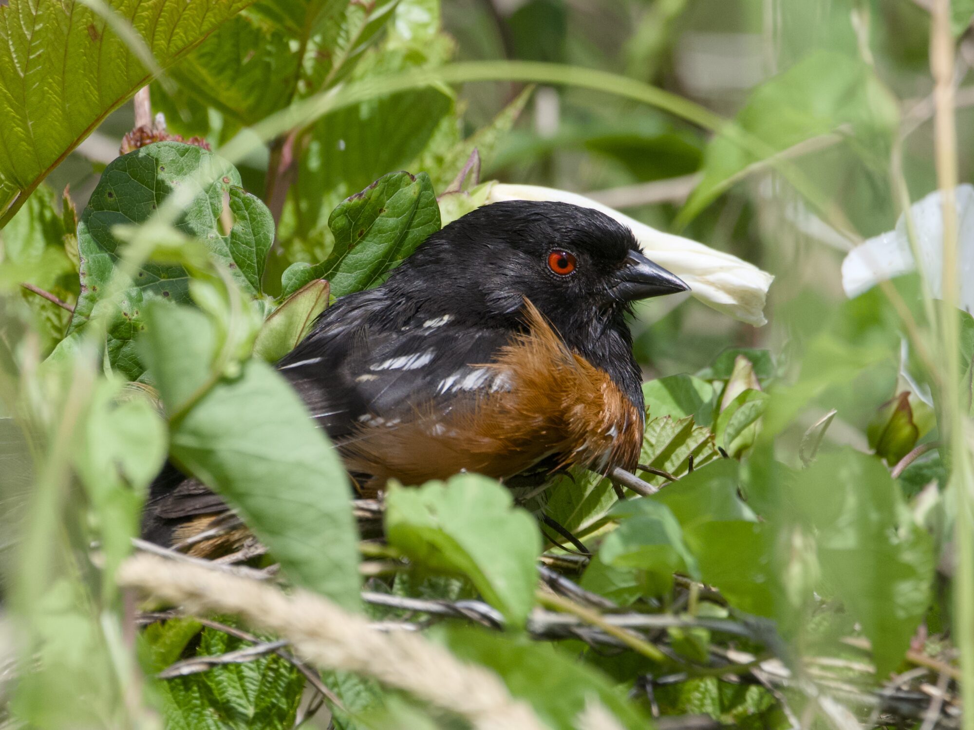 A Spotted Towhee is resting on what could be a bed of twigs, surrounded by lush greenery. It is seen in profile, and seems quite relaxed.