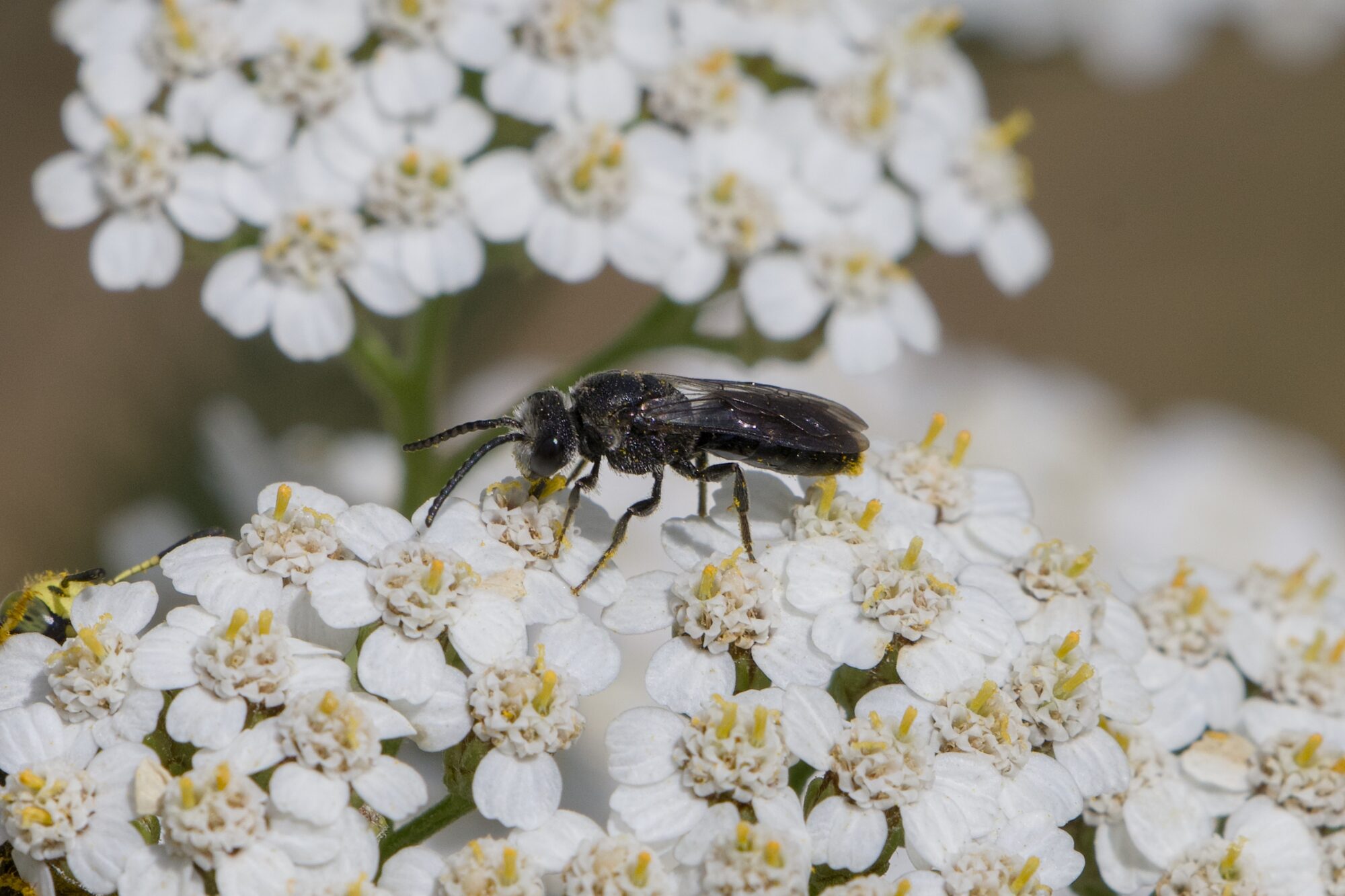 A tiny black bee on a cluster of yarrow flowers