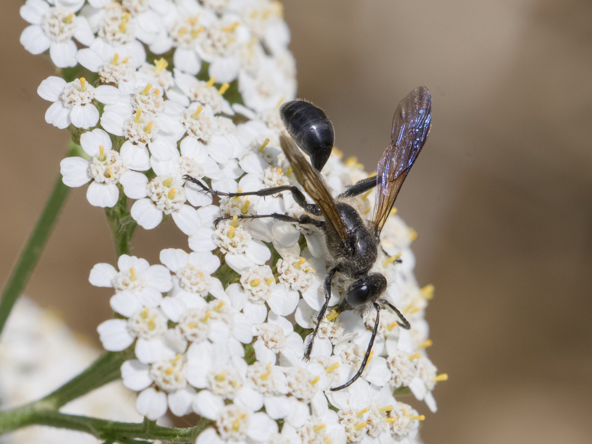 A black mud dauber wasp on a cluster of yarrow flowers