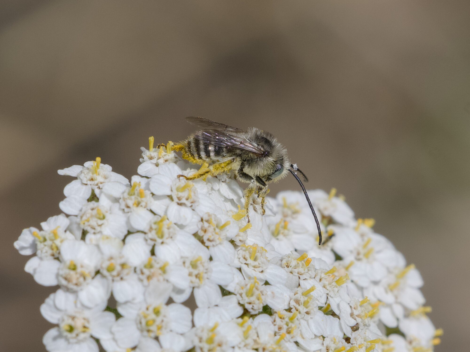 A small fuzzy bee, mostly off-white and black but with its legs all yellow with pollen, is on a cluster of yarrow flowers