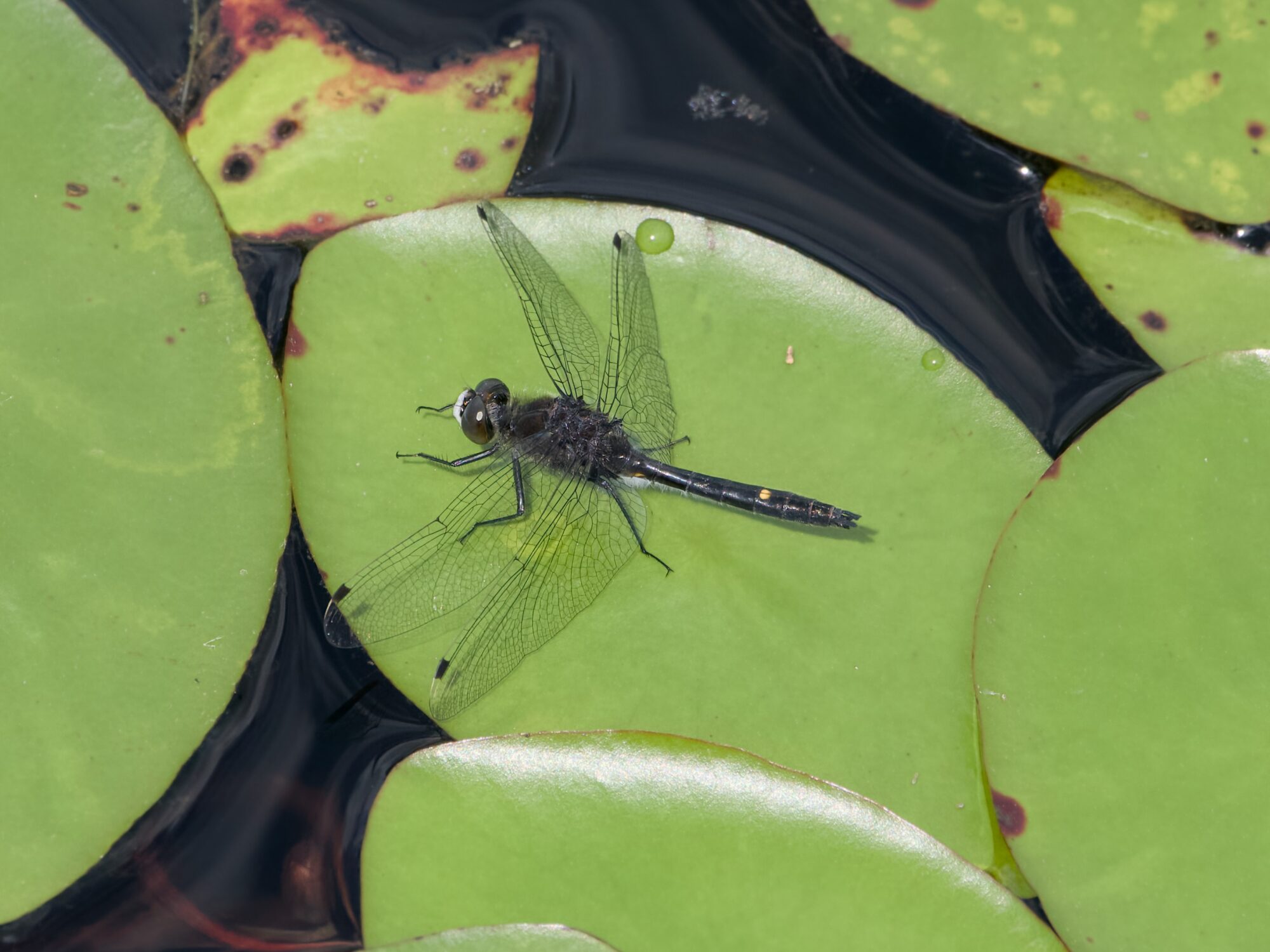 A Dot-tailed Whiteface dragonfly (all black, white mandibles, and a single yellow dot on the top of its abdomen) is having a rest on a lilypad