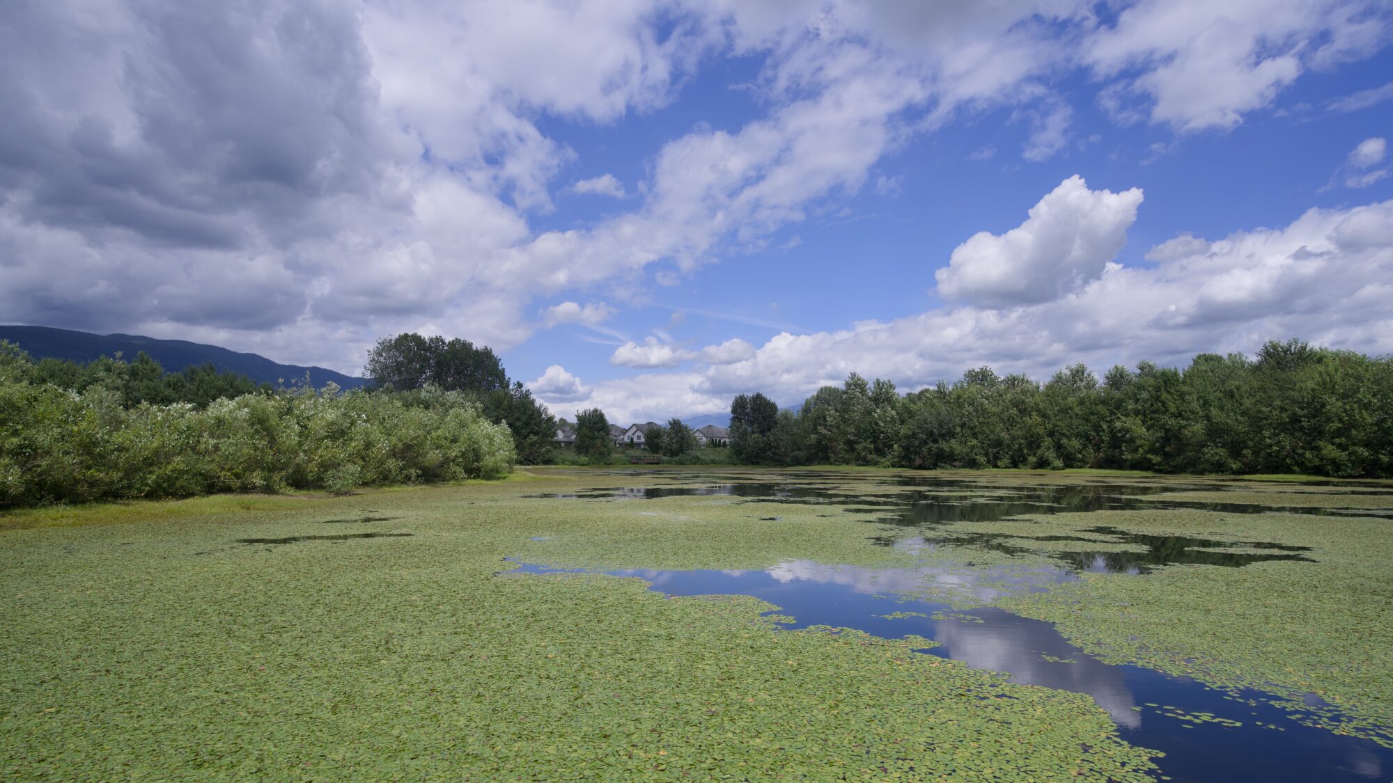 A pond mostly covered in green lilypads, ringed by trees and bushes, under a sky half full of clouds. On the opposite side are a few nice suburban houses