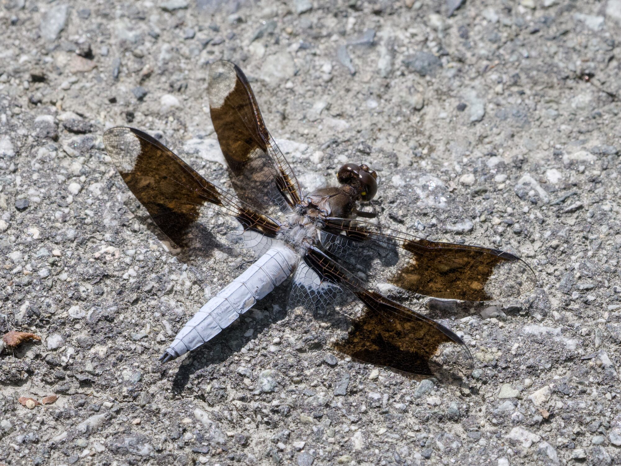 A Whitetail Skimmer dragonfly having a rest on the concrete ground