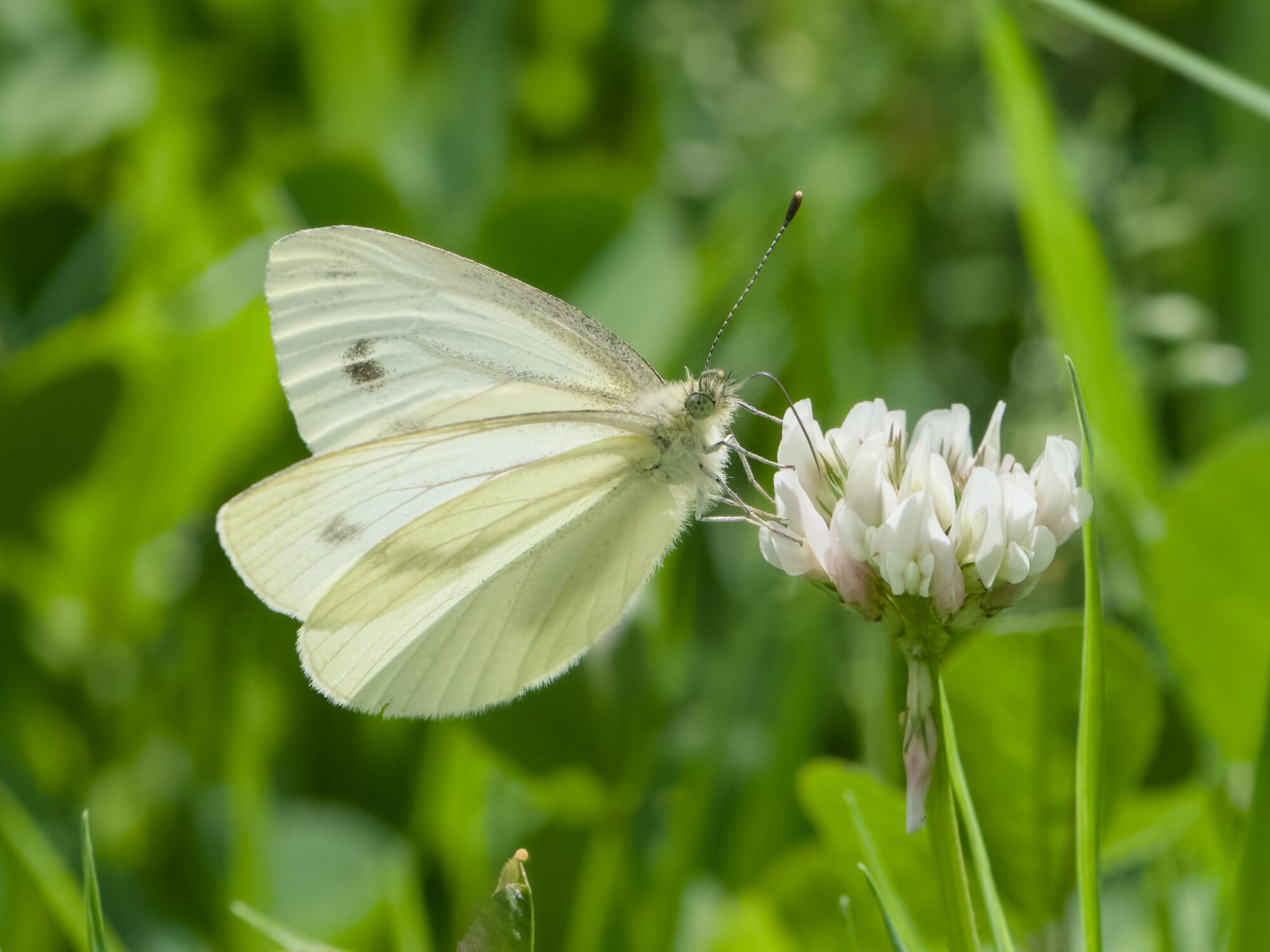 A Cabbage White butterfly hanging on to a clover flower