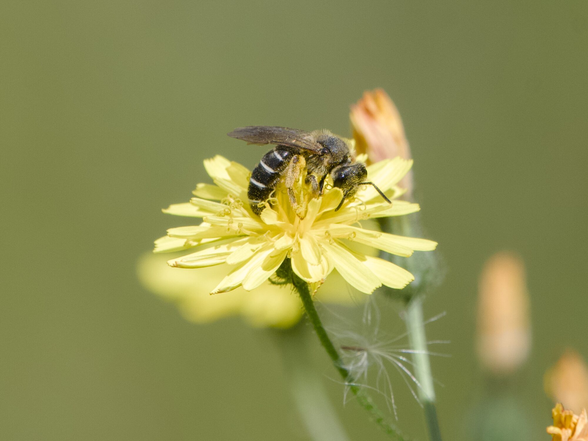 A small mostly black bee on a dandelion
