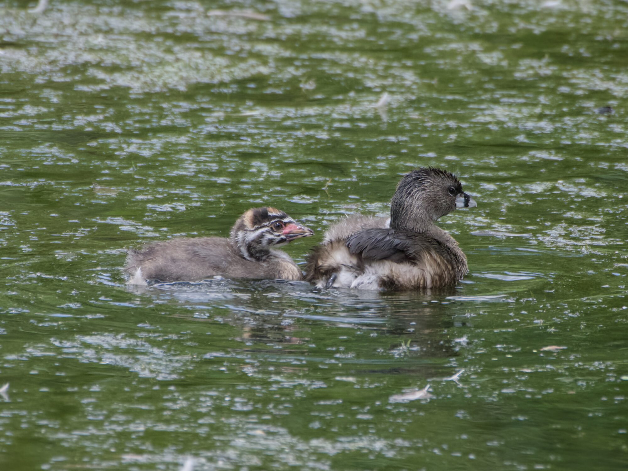 An adult Pied-billed Grebe is swimming along, with one juvenile behind it, in green water