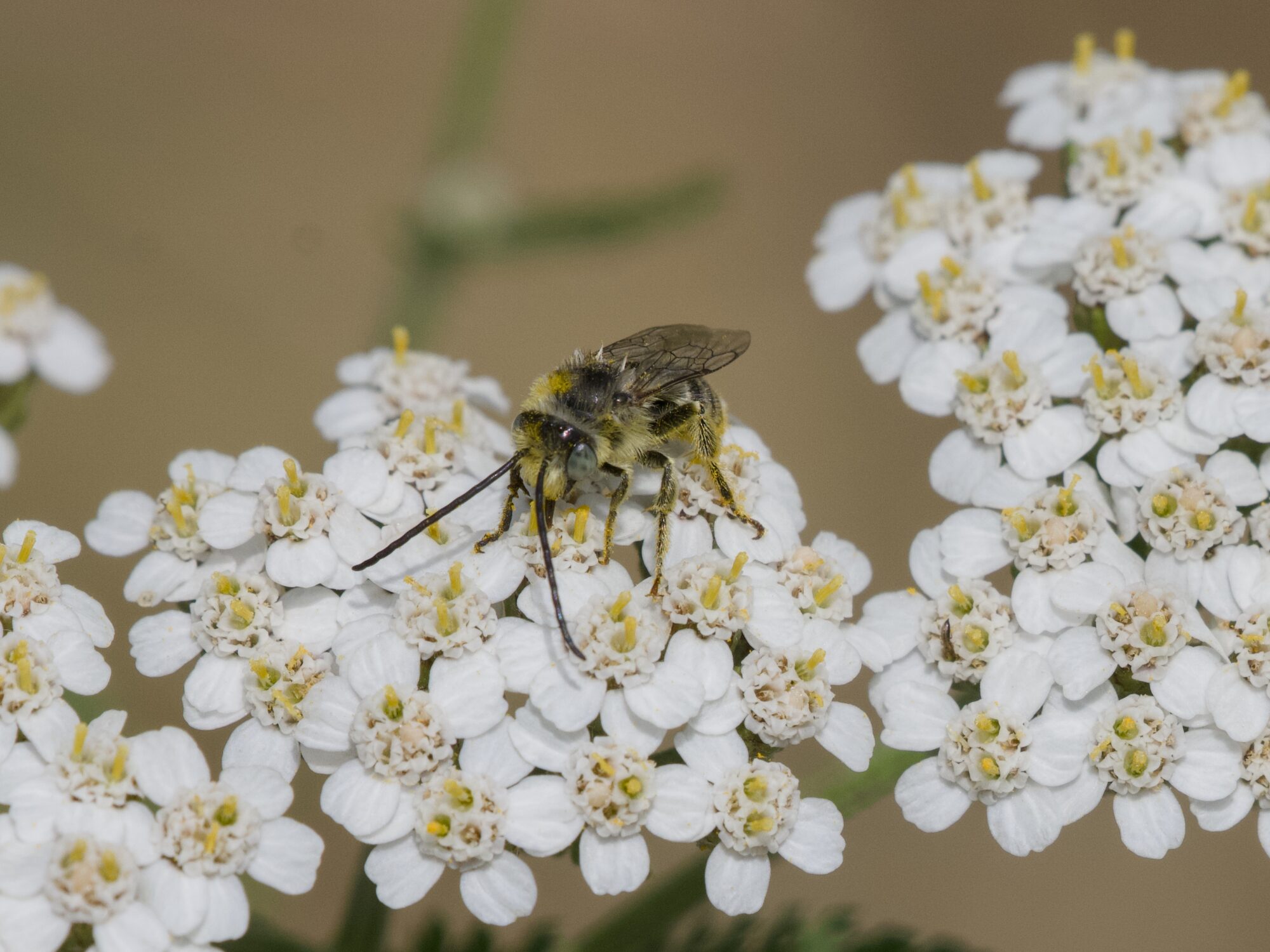 A small fuzzy bee with very long antennae is on a cluster of yarrow flowers