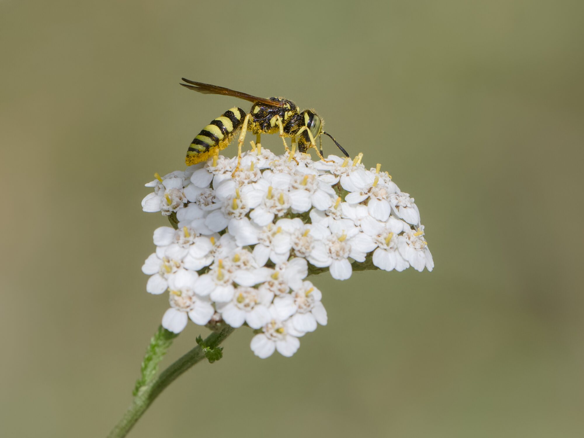 A sand wasp is on a cluster of yarrow flowers