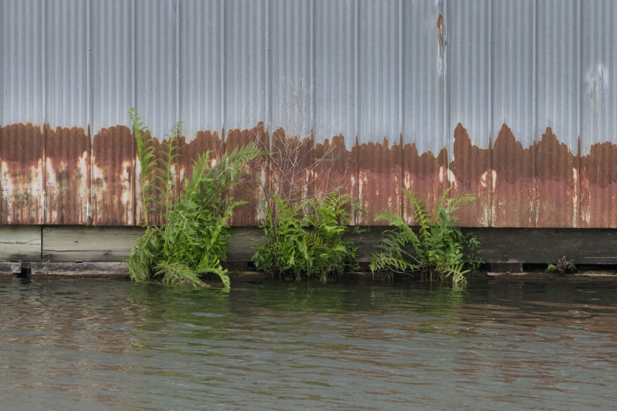 An artsy abstractish shot: a corrugated iron wall over water, the lower portion of which is rusted. There are ferns or some kind of green plant growing from the water