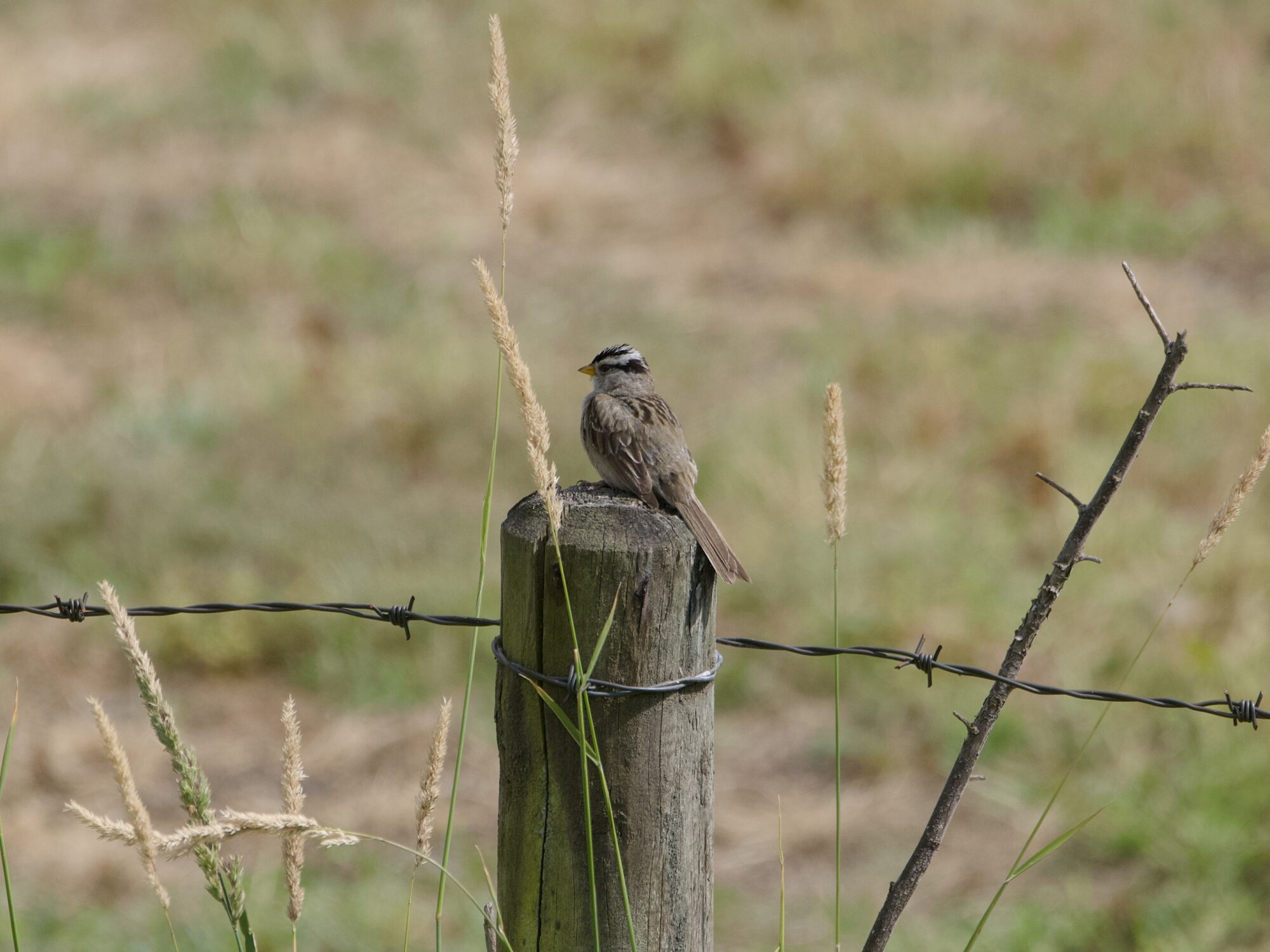 A White-crowned Sparrow is on a fence post, tying a layer of barbed wire. Some reeds and things around